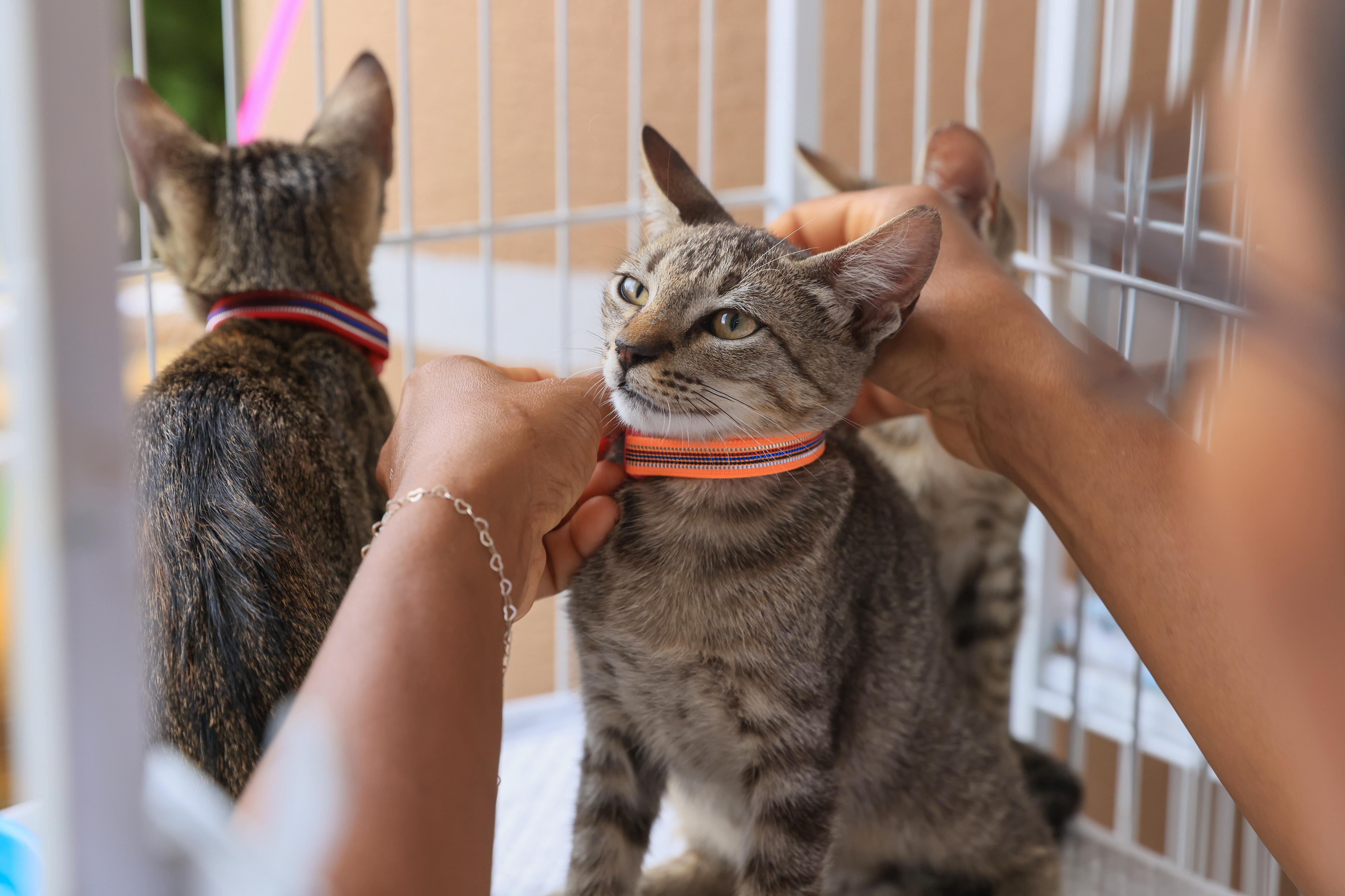 Prefeitura de Palmas realiza evento de adoção no Capim Dourado Shopping em novo formato