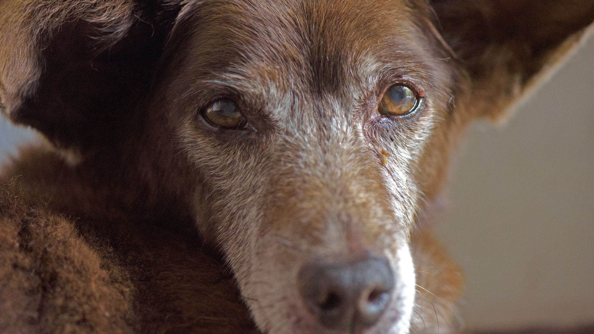Pasta da proteção e bem-estar animal da Prefeitura de Palmas alerta para prevenção de doenças em animais idosos
