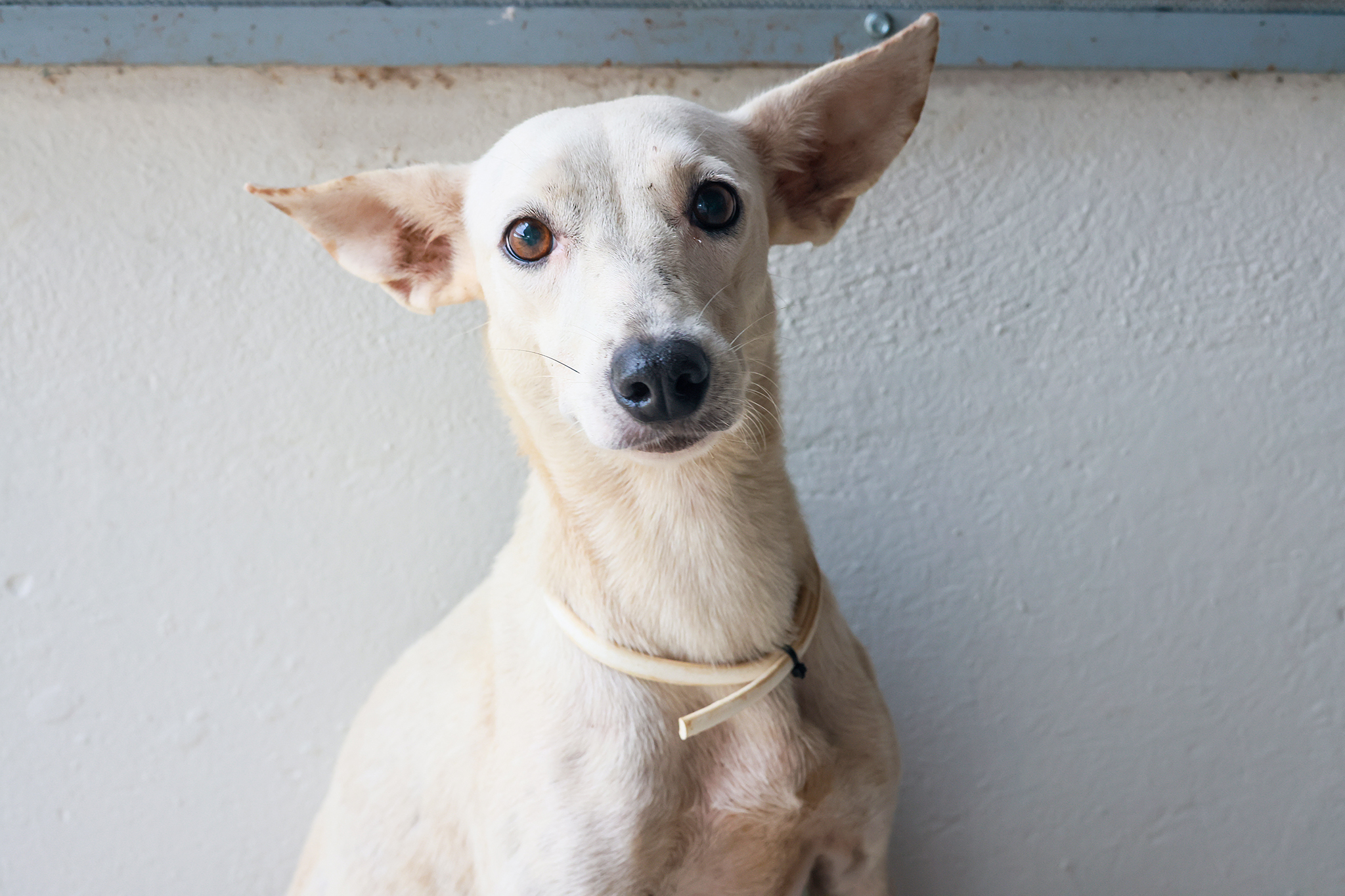 Prefeitura de Palmas reforça cuidados com animais idosos no encerramento do Fevereiro Roxo