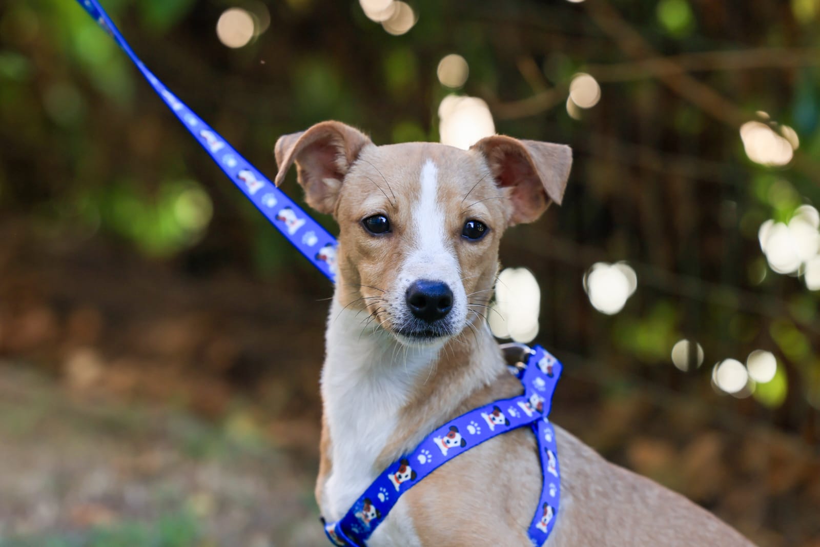 Prefeitura de Palmas disponibiliza banco de leis com normas voltadas à proteção e bem-estar animal