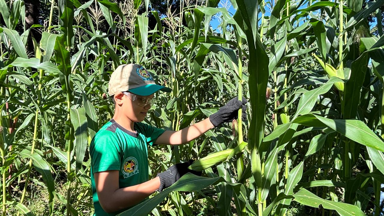 Alunos da ETI Fidêncio Bogo vivenciam na prática todas as etapas do cultivo do milho