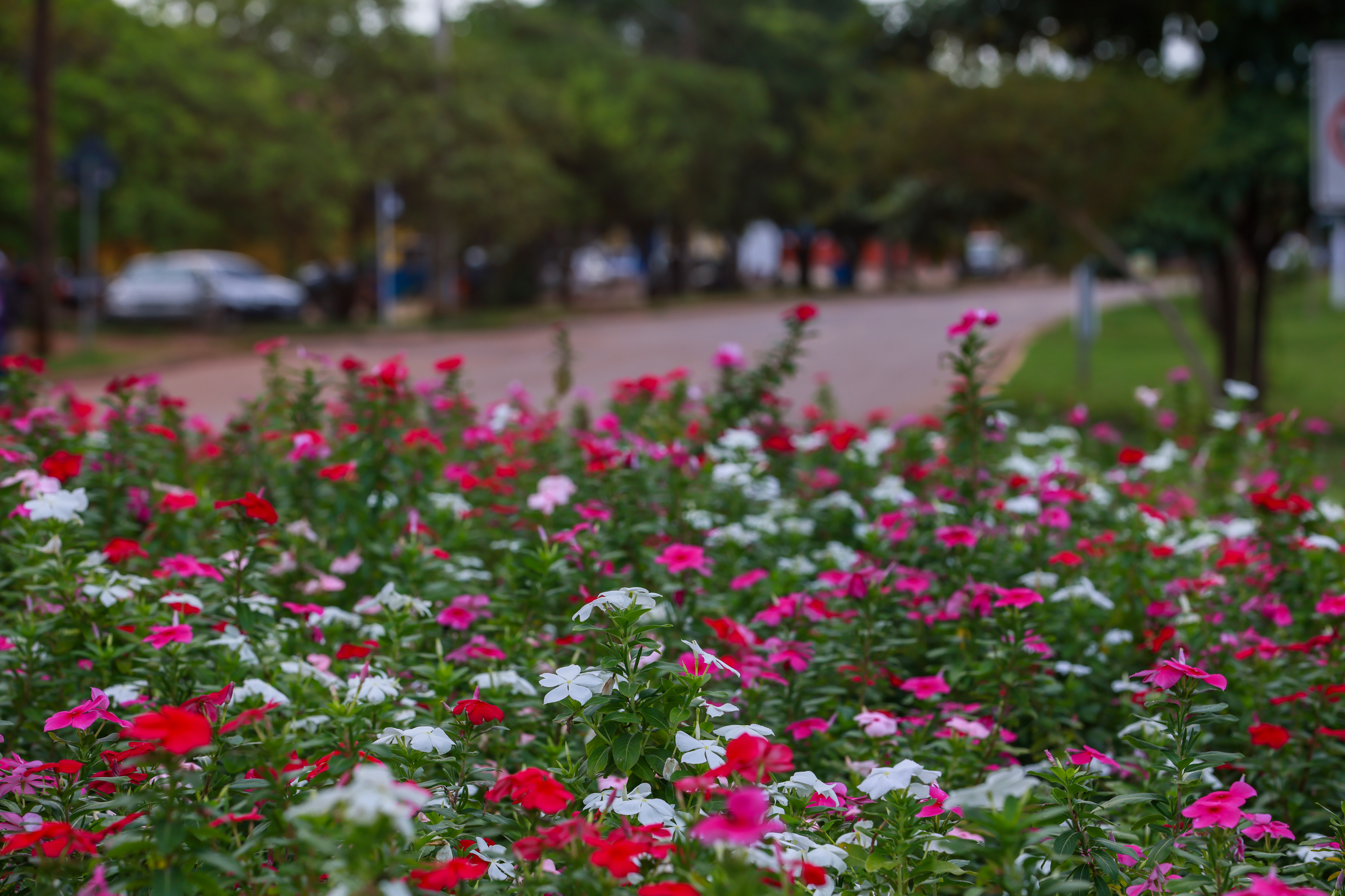 Avenida Palmas Brasil Norte - Lia Mara 045