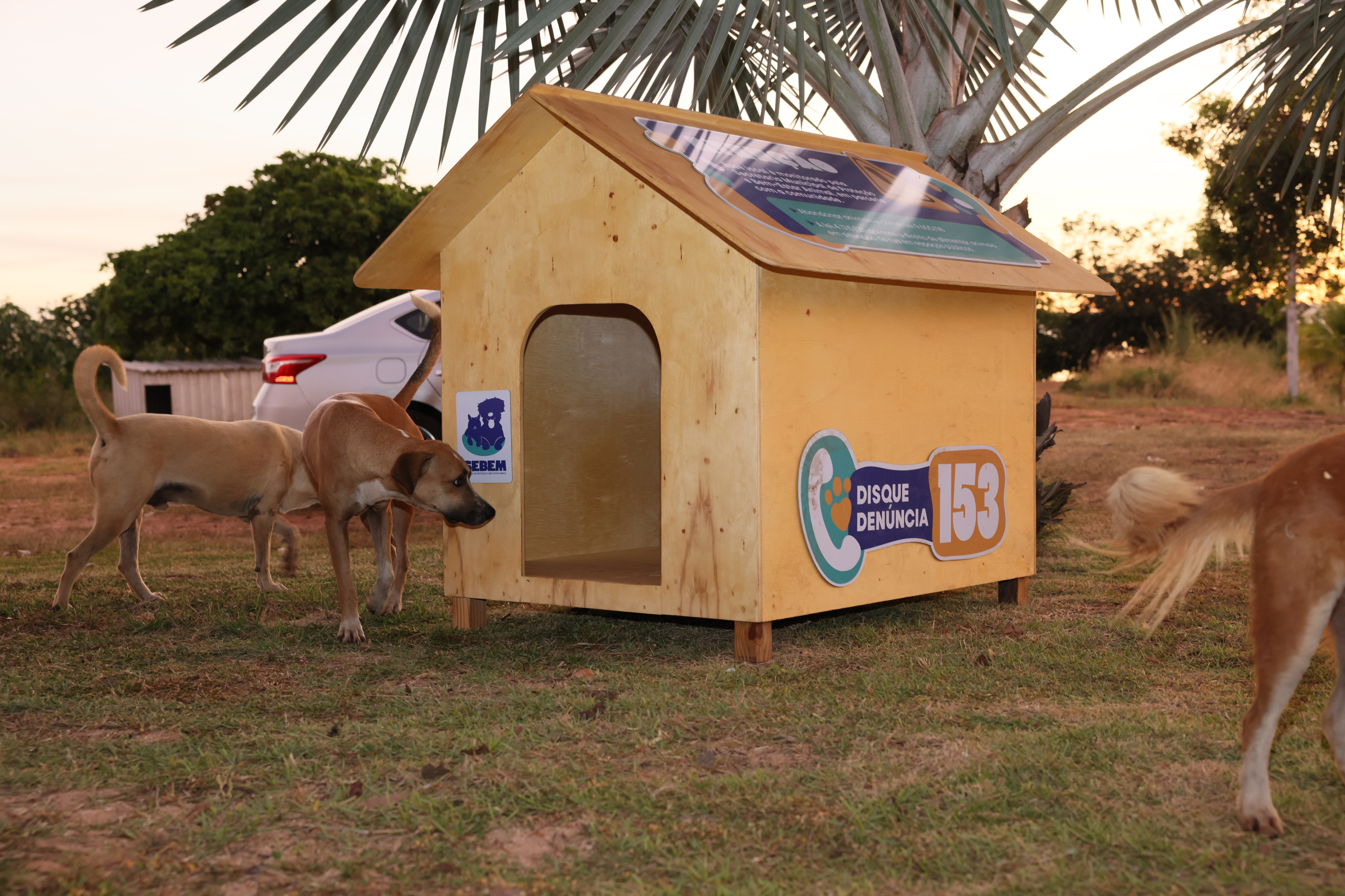 Casinhas do projeto Aldeia das Patas na Praia da graciosa- Lia Mara (3)