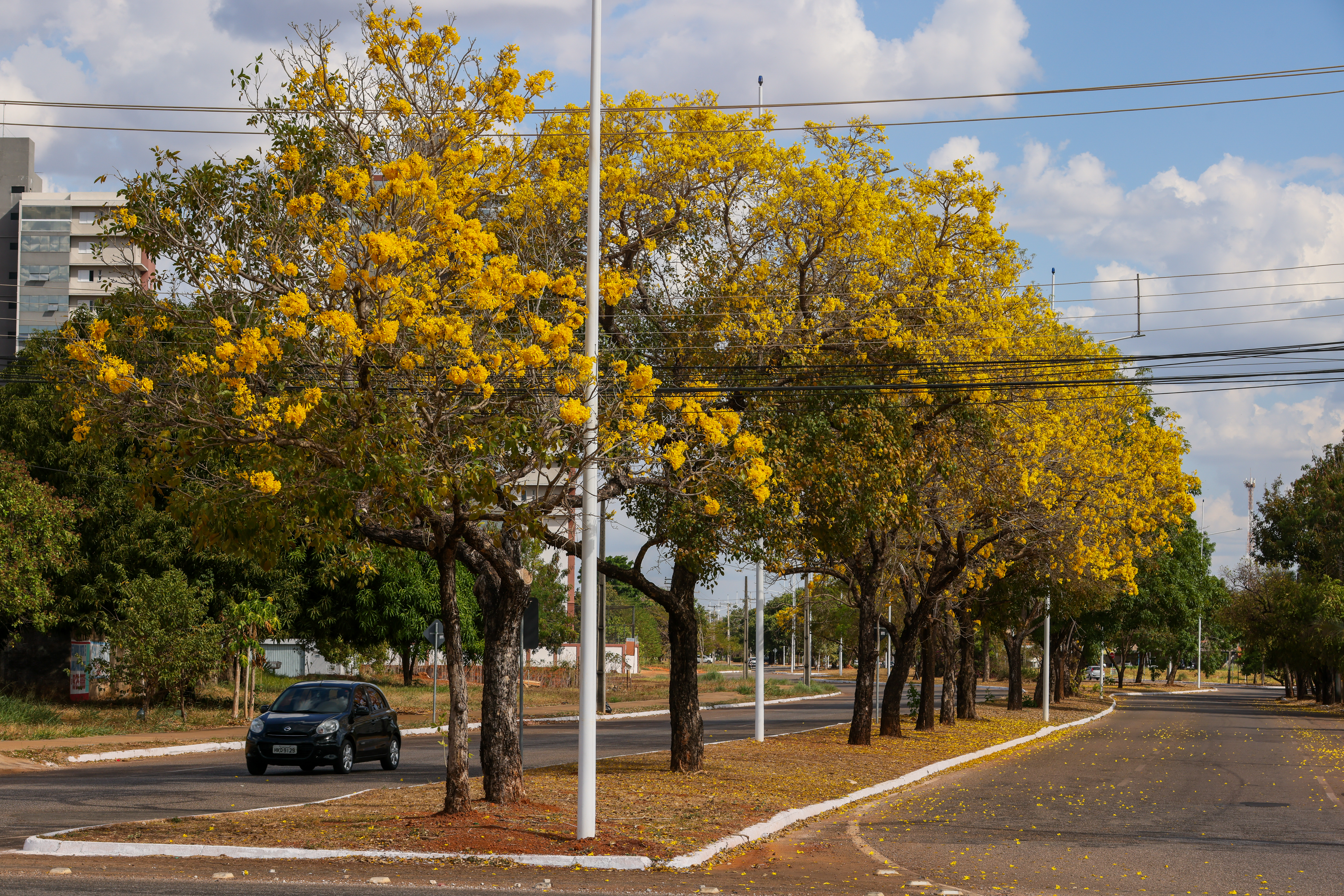 Ipê amarelo - Lia Mara (15)