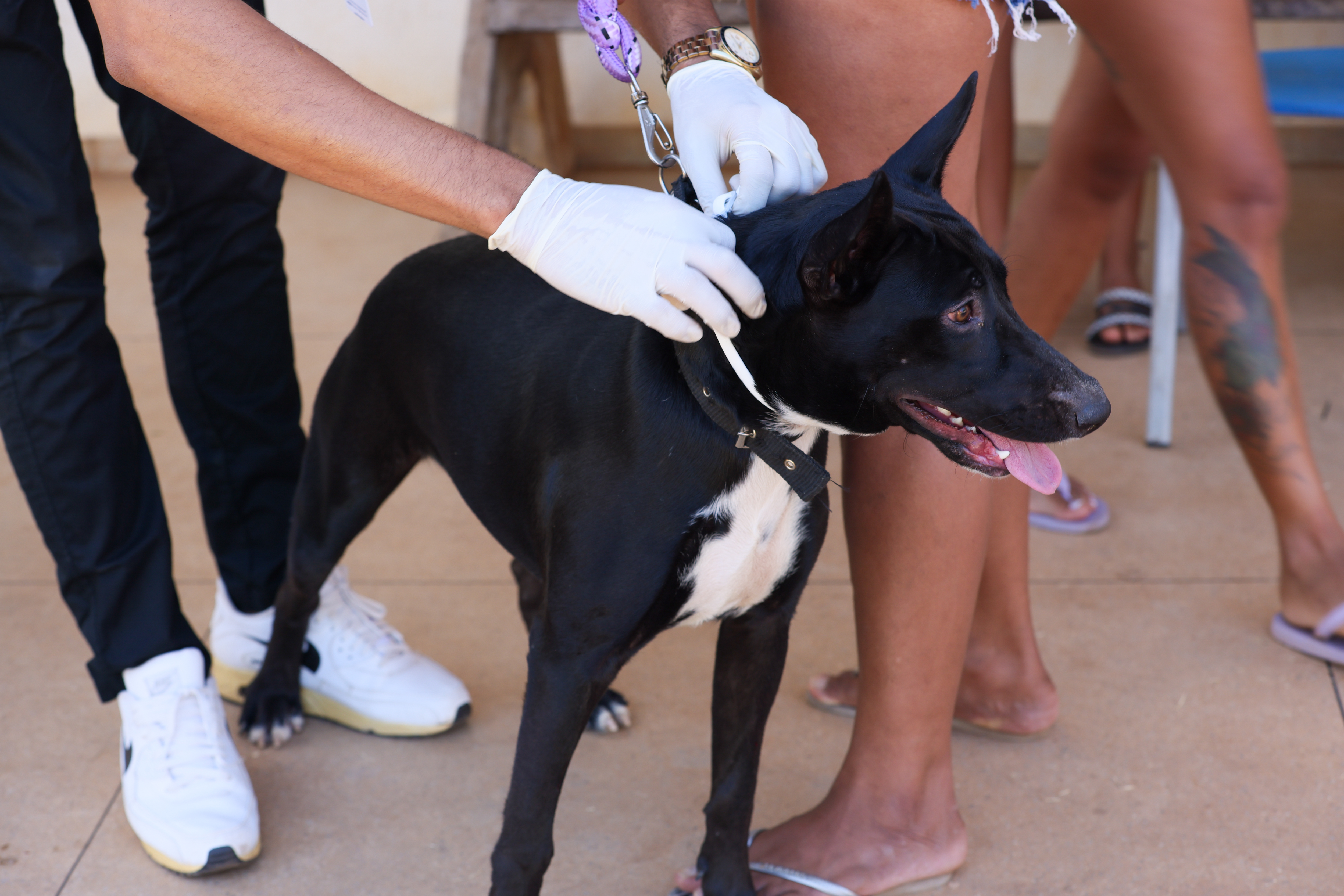 Iniciativa integra o Plano de Ação para Intensificação da Vigilância e Controle da Leishmaniose Visceral 