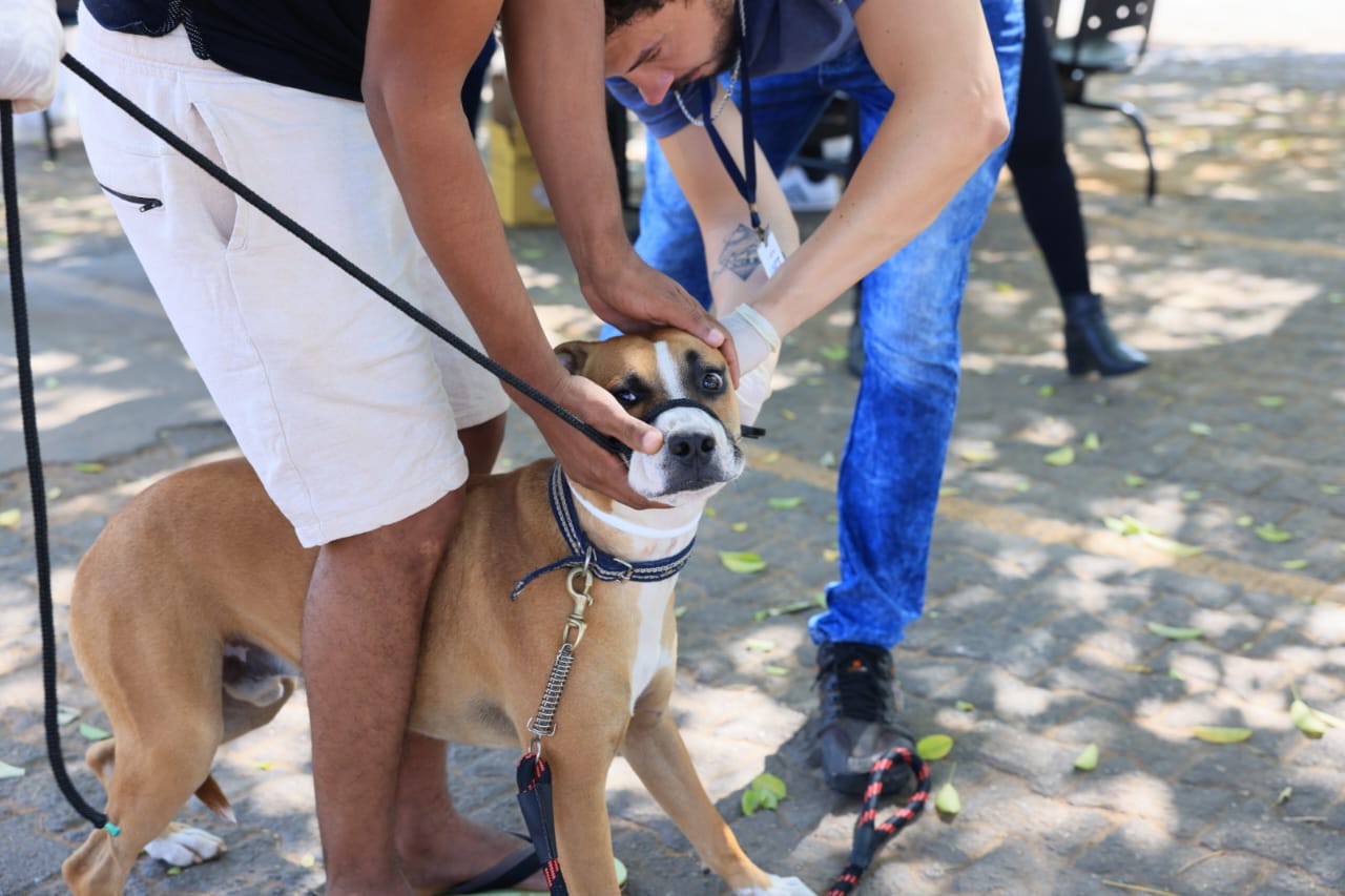 Encoleiramento de cães é uma das estratégias mais eficazes para prevenir a transmissão da leishmaniose visceral, uma zoonose que pode afetar animais e seres humanos