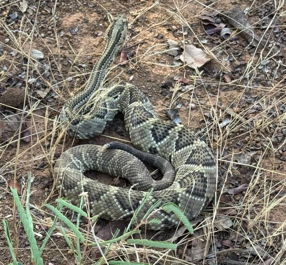 Guarda Metropolitana de Palmas resgata cascavel encontrada dentro de caminhão durante descarregamento