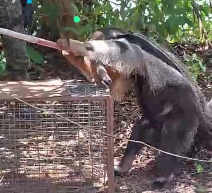 Guarda Ambiental de Palmas resgata tamanduá-bandeira em condomínio rural