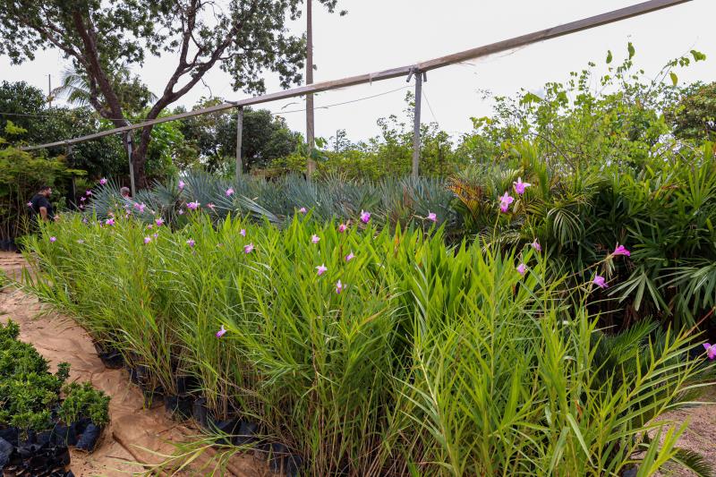 Viveiro de flores de Palmas abastece paisagismo da cidade com variedade e qualidade