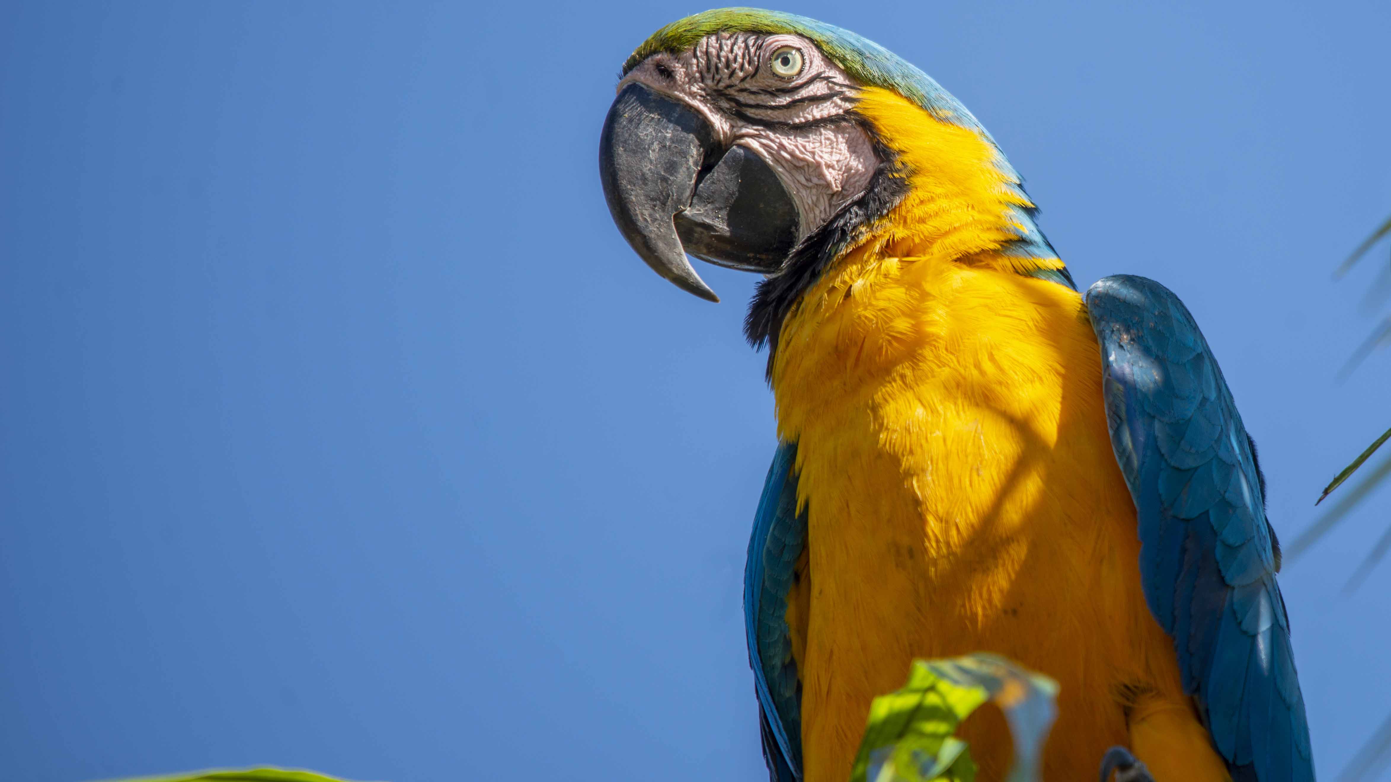 Espécie símbolo do Tocantins, a arara-canindé exerce papel fundamental no equilíbrio ecológico