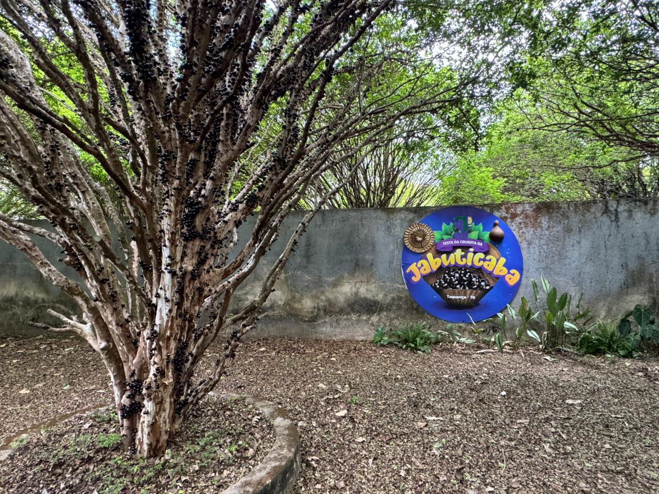 Festa da Colheita da Jabuticaba movimenta o turismo e valoriza produtores de Taquaruçu