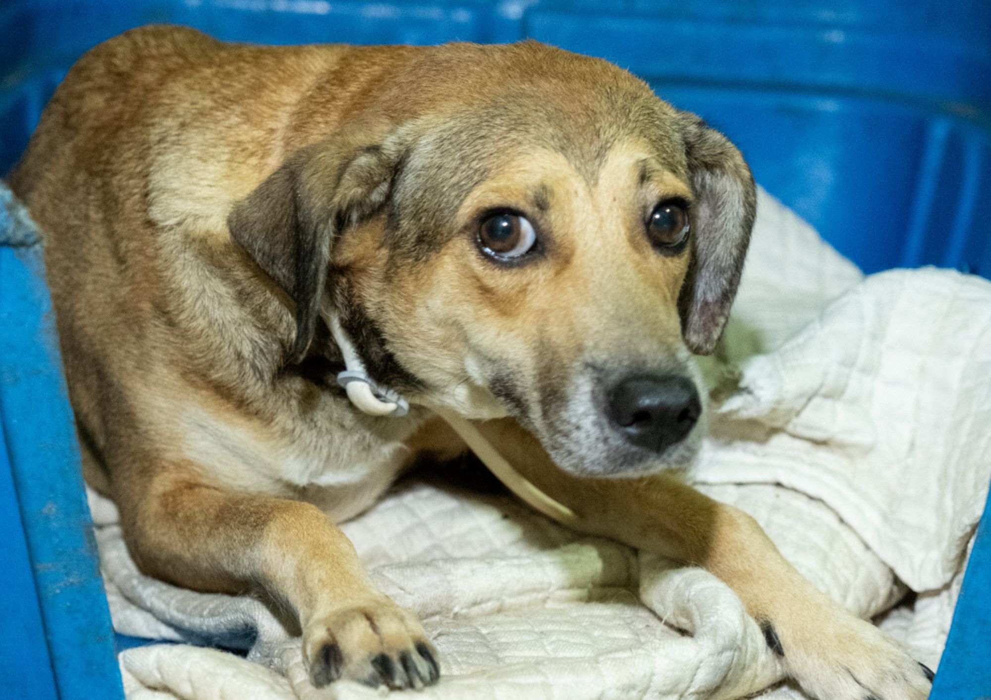 Prefeitura de Palmas realiza nova edição do ArraiAU com cães e gatos prontos para adoção