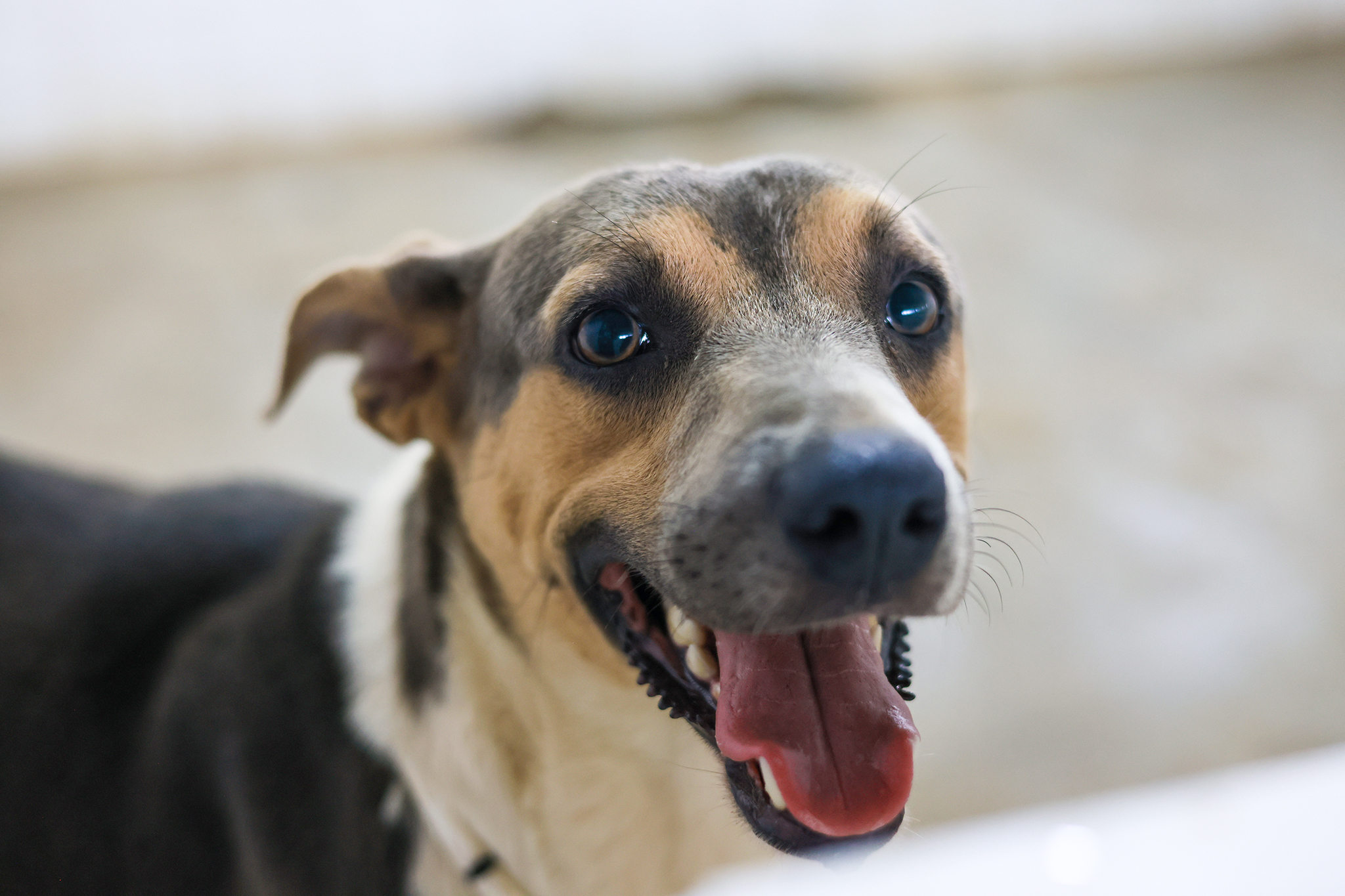Prefeitura de Palmas orienta tutores sobre cuidados essenciais para viajar com pets