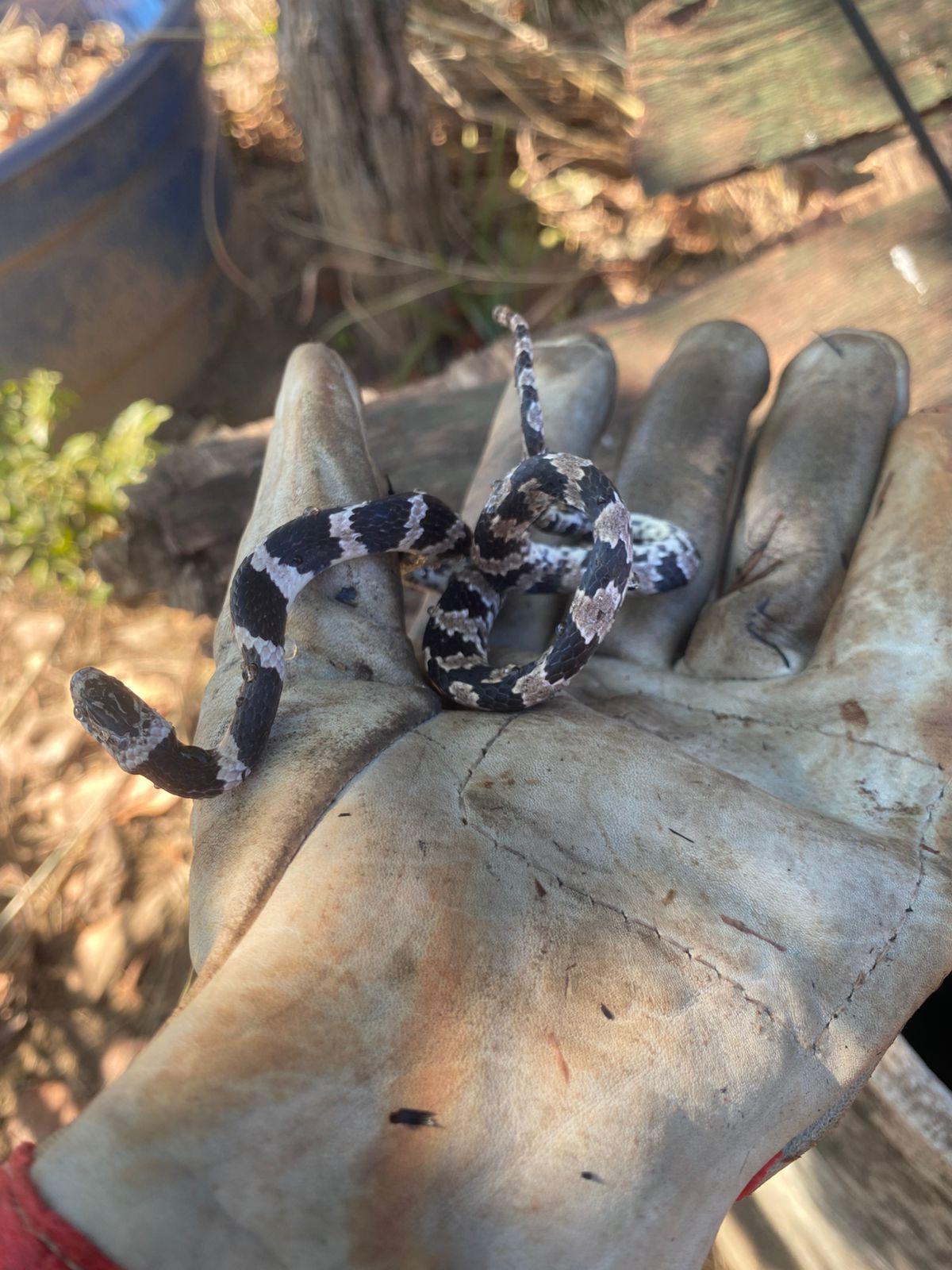 Cobra resgatada durante foco de incêndio na região Morada do Sol, morreu