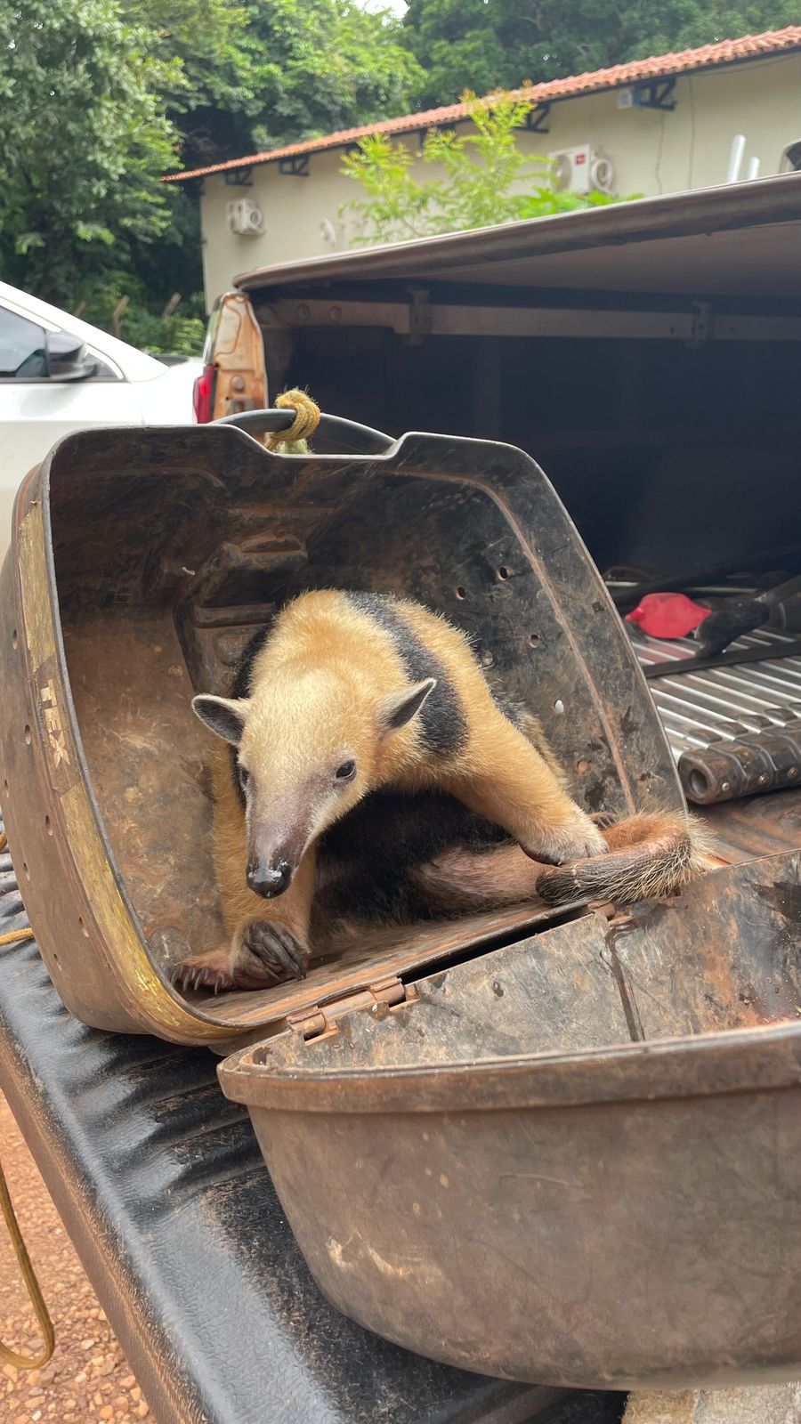 Guarda Ambiental de Palmas resgata animal silvestre em área urbana da cidade