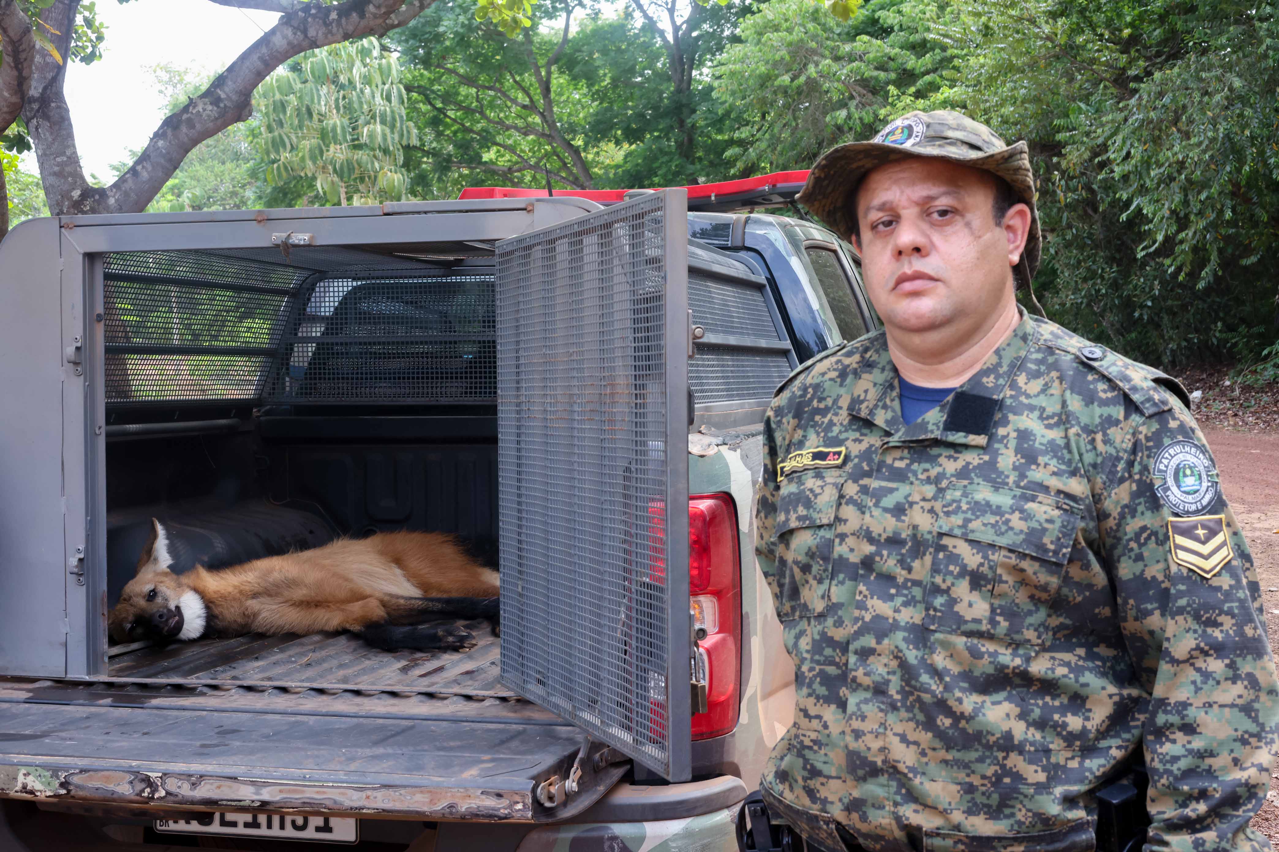 Resgate do Lobo-Guará feito pela Guarda Metropolitana AmbientalLocal: Guarda Metropolitana Data: 26.10.2023