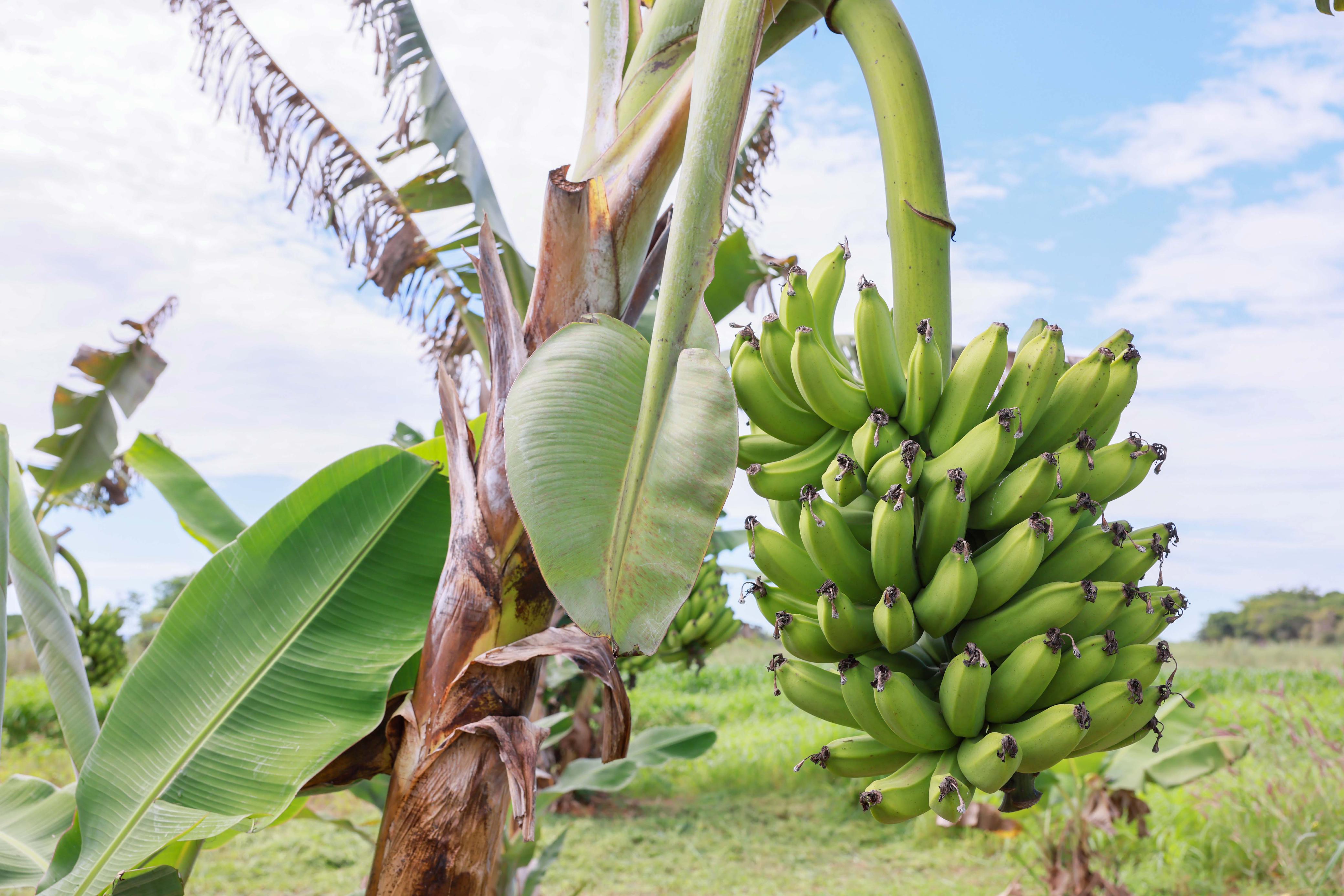 Bananas produzidas para  serem destinadas a merenda escolar