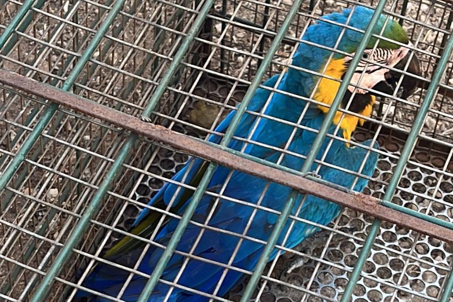 Guarda Metropolitana de Palmas resgata arara-canindé ferida