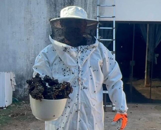 Guarda Metropolitana Ambiental remove colméia de abelhas em residência na zona rural de Palmas