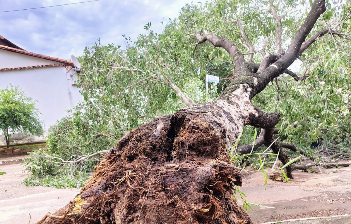 Árvores caídas precisaram ser retiradas para devolução da mobilidade de ruas e calçadas