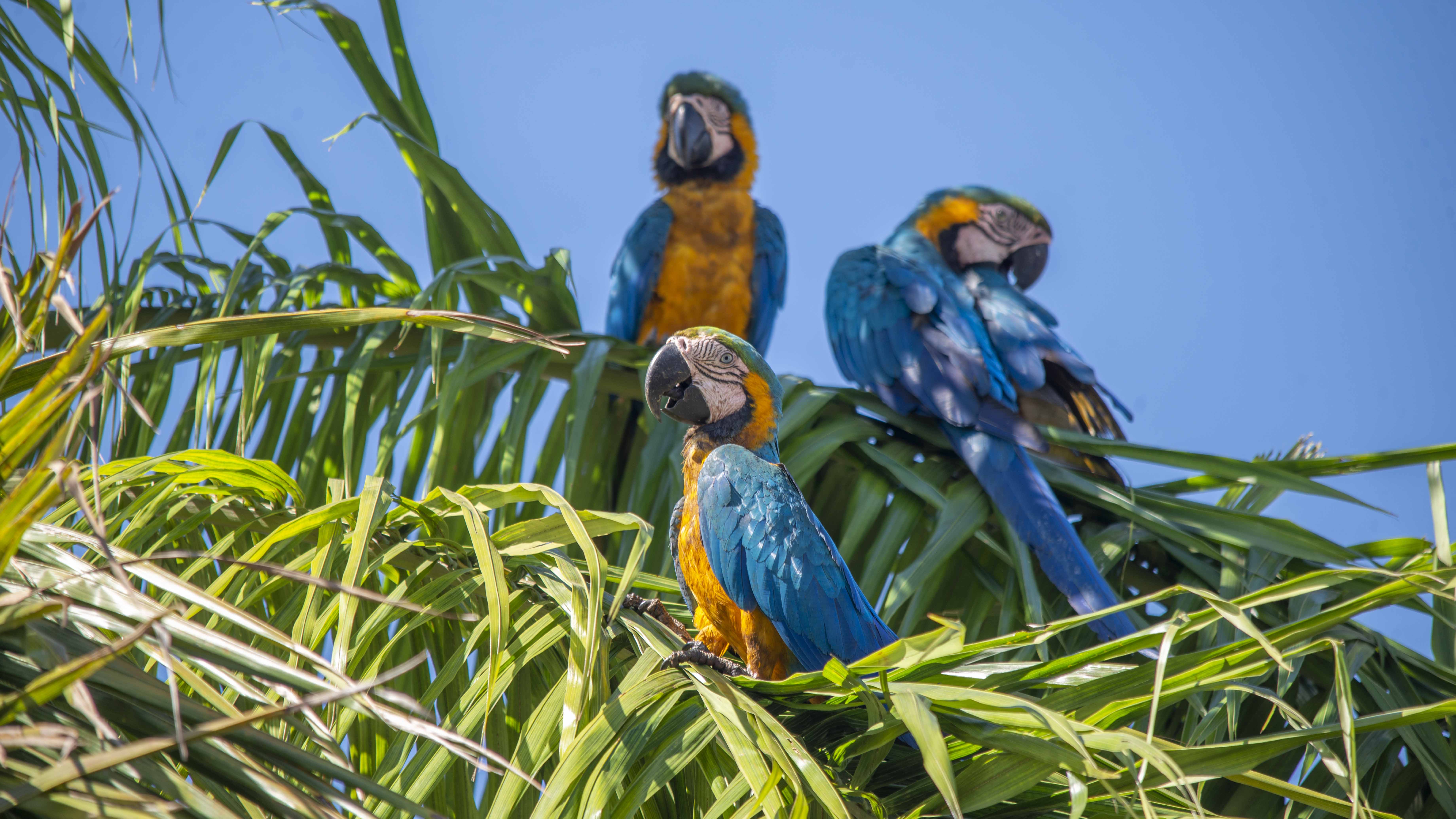 Presença marcante em áreas urbanas de Palmas, as araras-canindé são símbolo da fauna do Tocantins