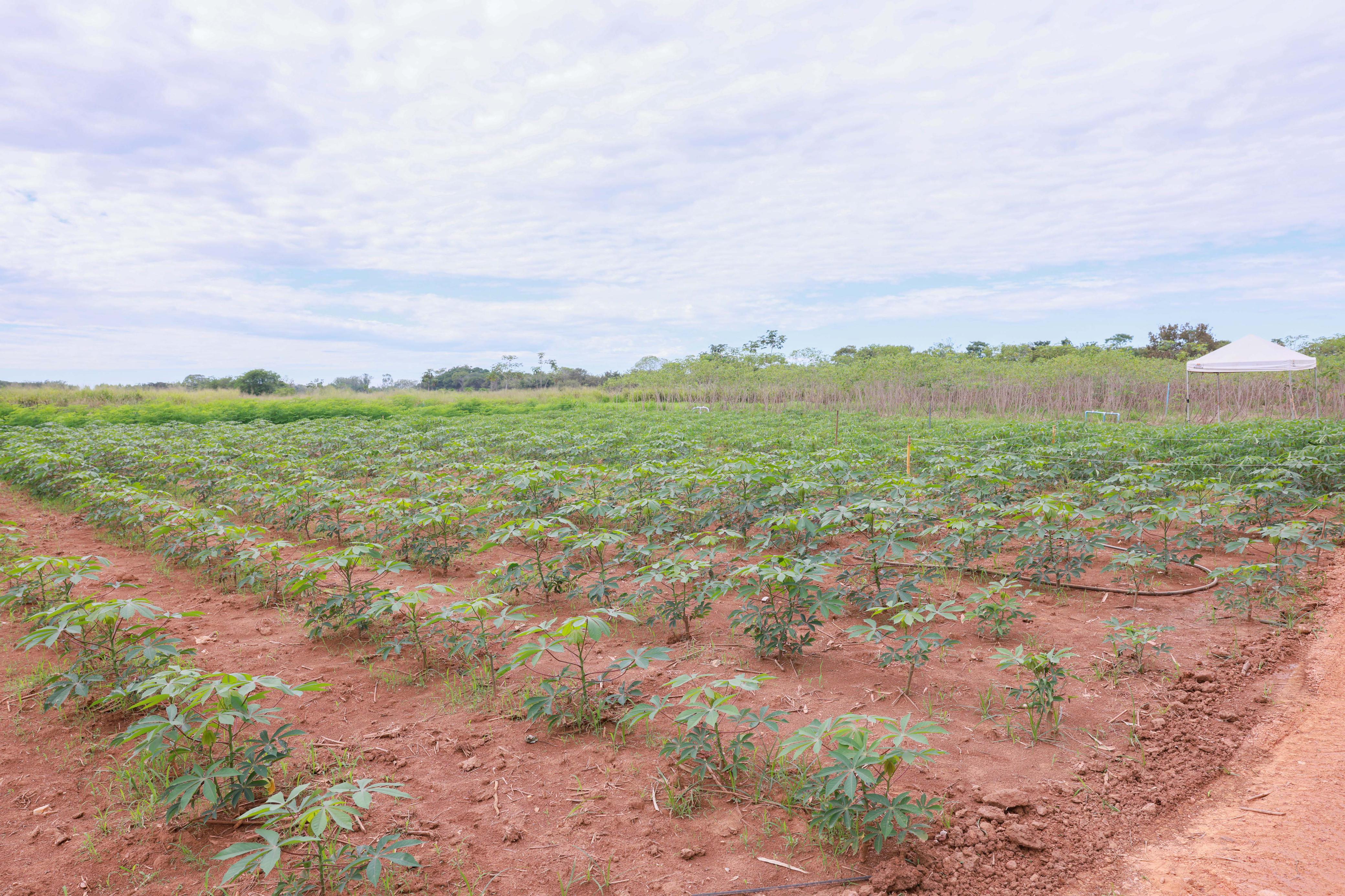 Plantação de Mandioca   em um   pequeno espaço, é possível ter uma boa rentabilidade