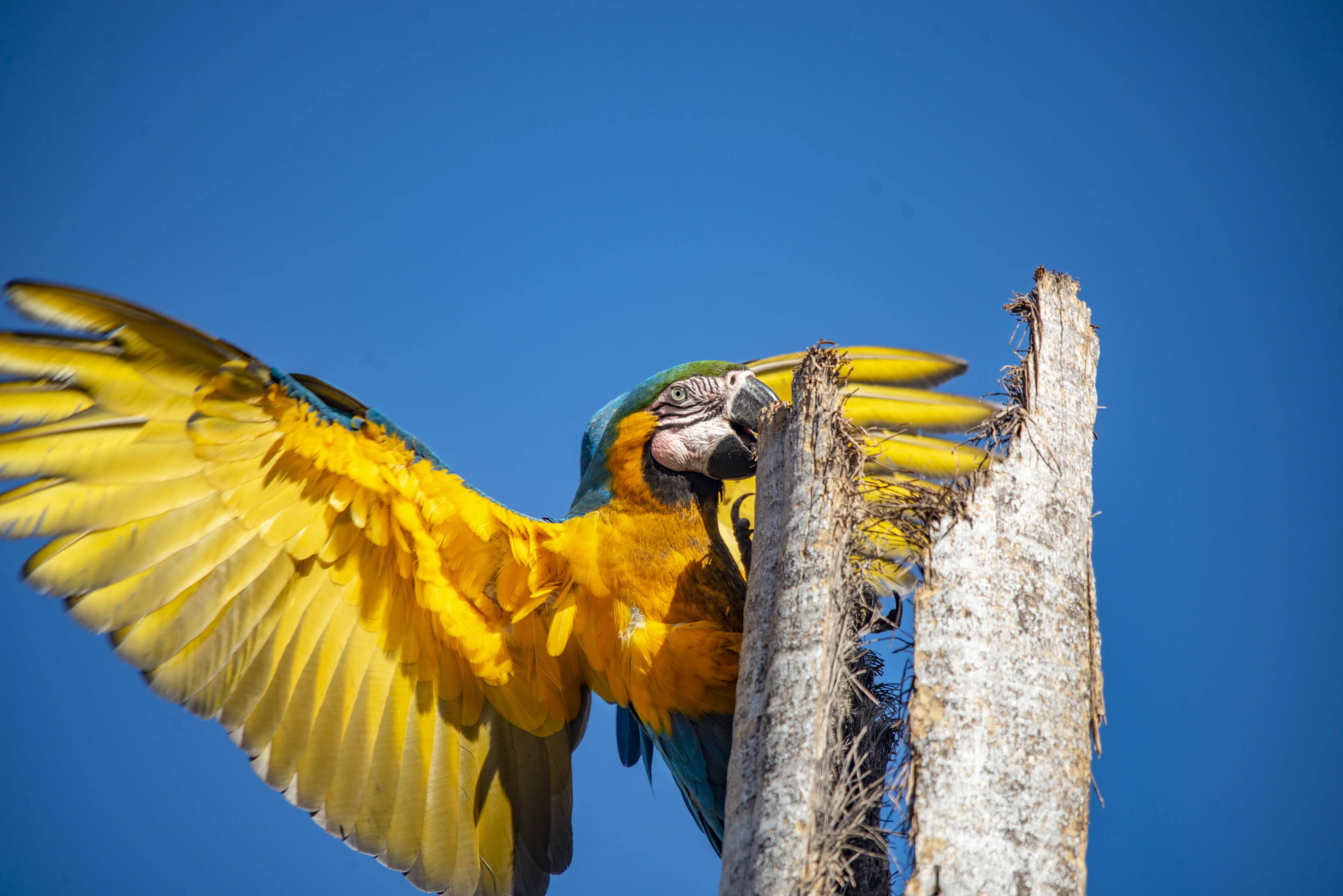 Ações da Prefeitura buscam promover a convivência harmoniosa entre fauna e cidade