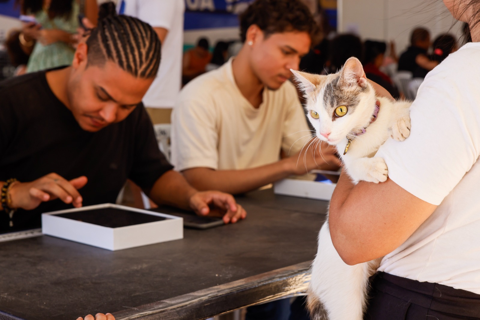 Mutirão de Castração do programa Animal de Rua Zero entra na reta final em Taquaralto