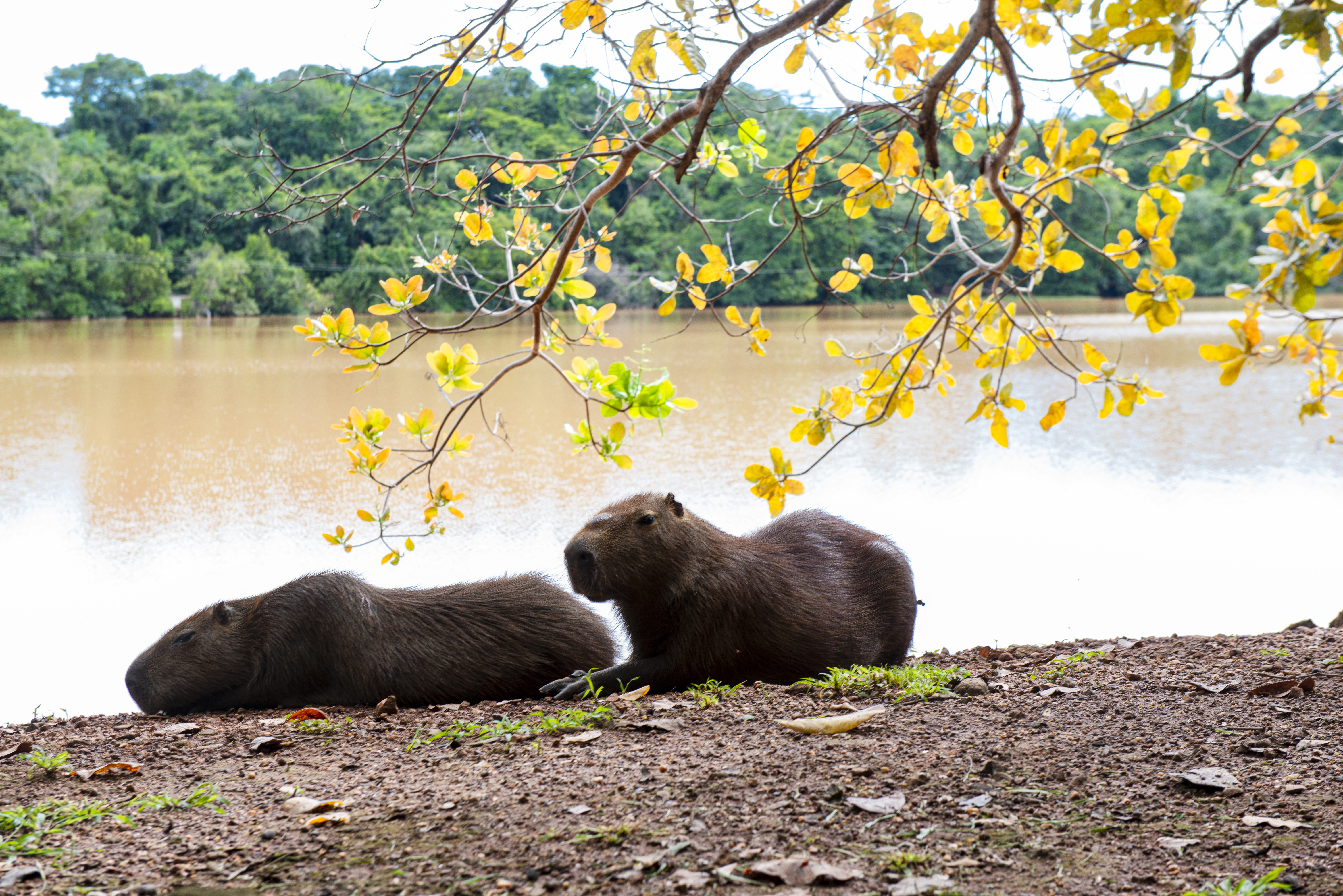 Prefeitura de Palmas reúne ações de proteção animal e educação ambiental em programação nesta semana