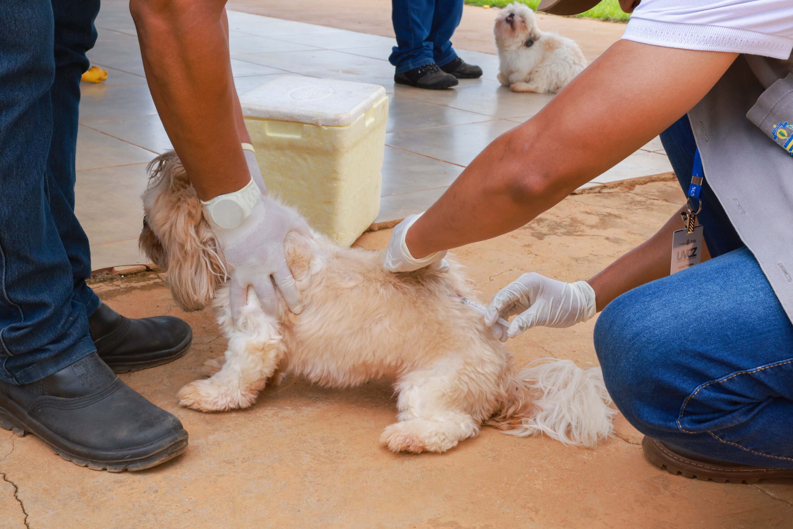 Saúde de Palmas confirma caso de raiva canina e reforça vacinação e ações de vigilância