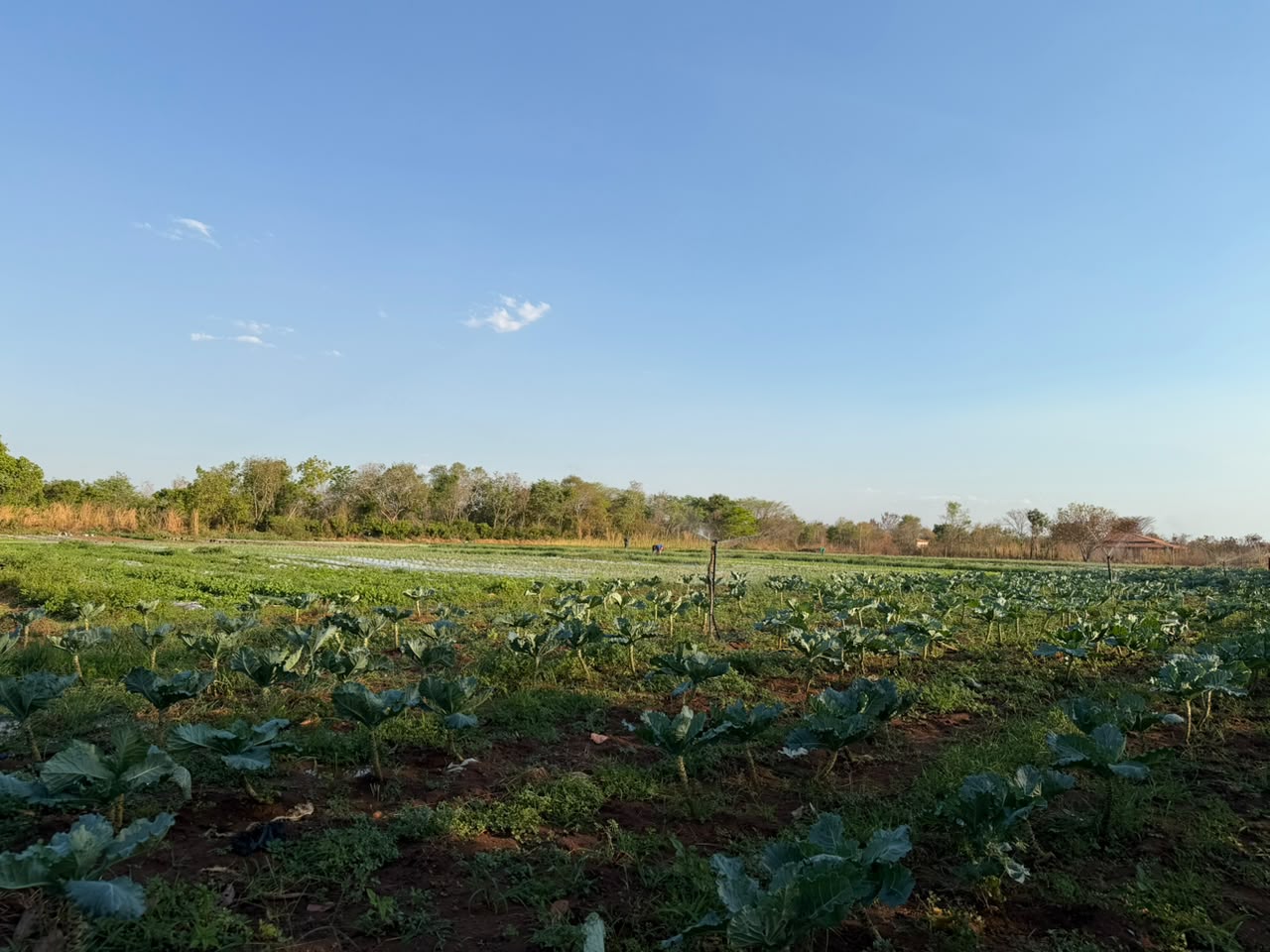 Educação realiza visitas técnicas a produtores da agricultura familiar que fornecem alimentos para as escolas de Palmas