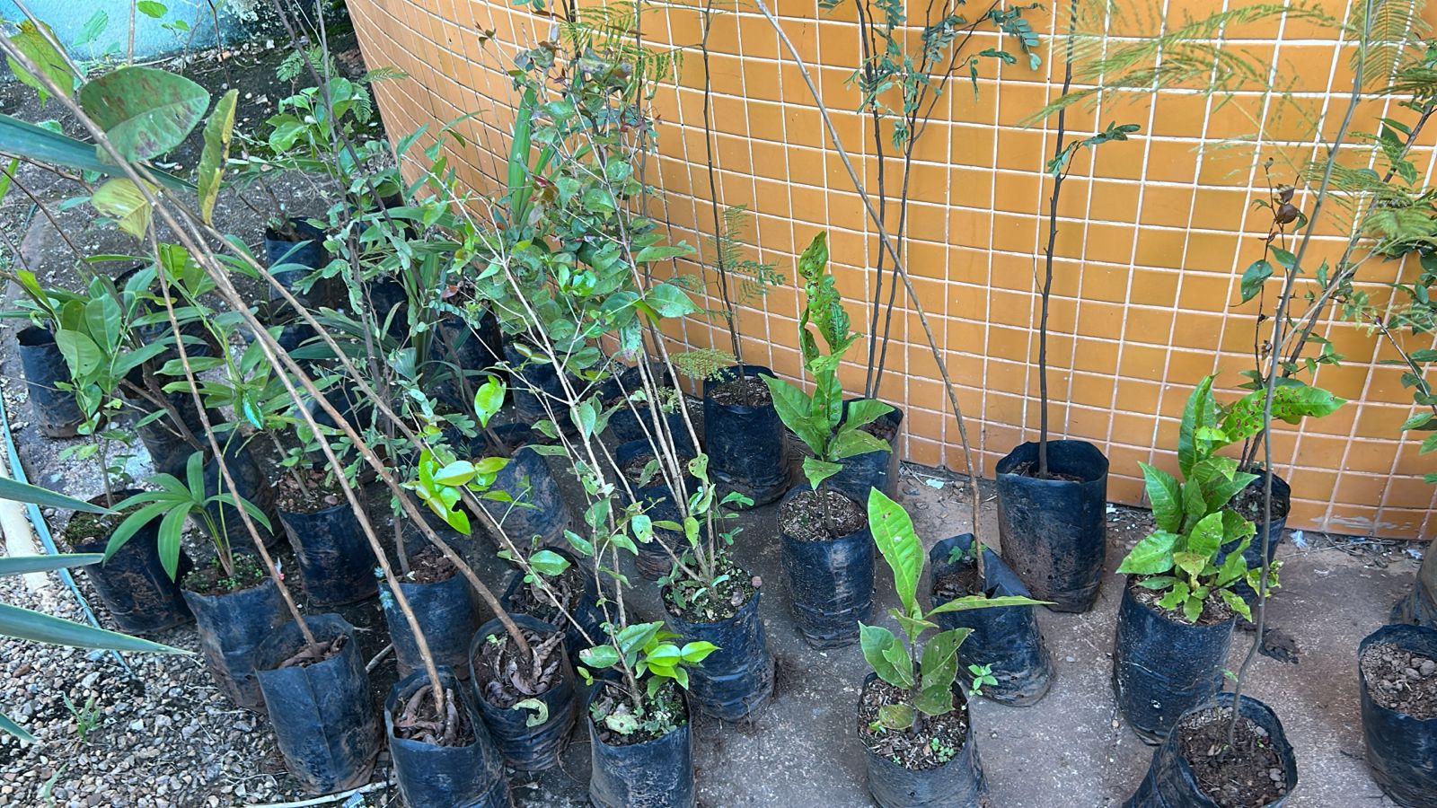 Ao longo do dia serão doadas mudas de plantas, reforçando o compromisso com a preservação ambiental