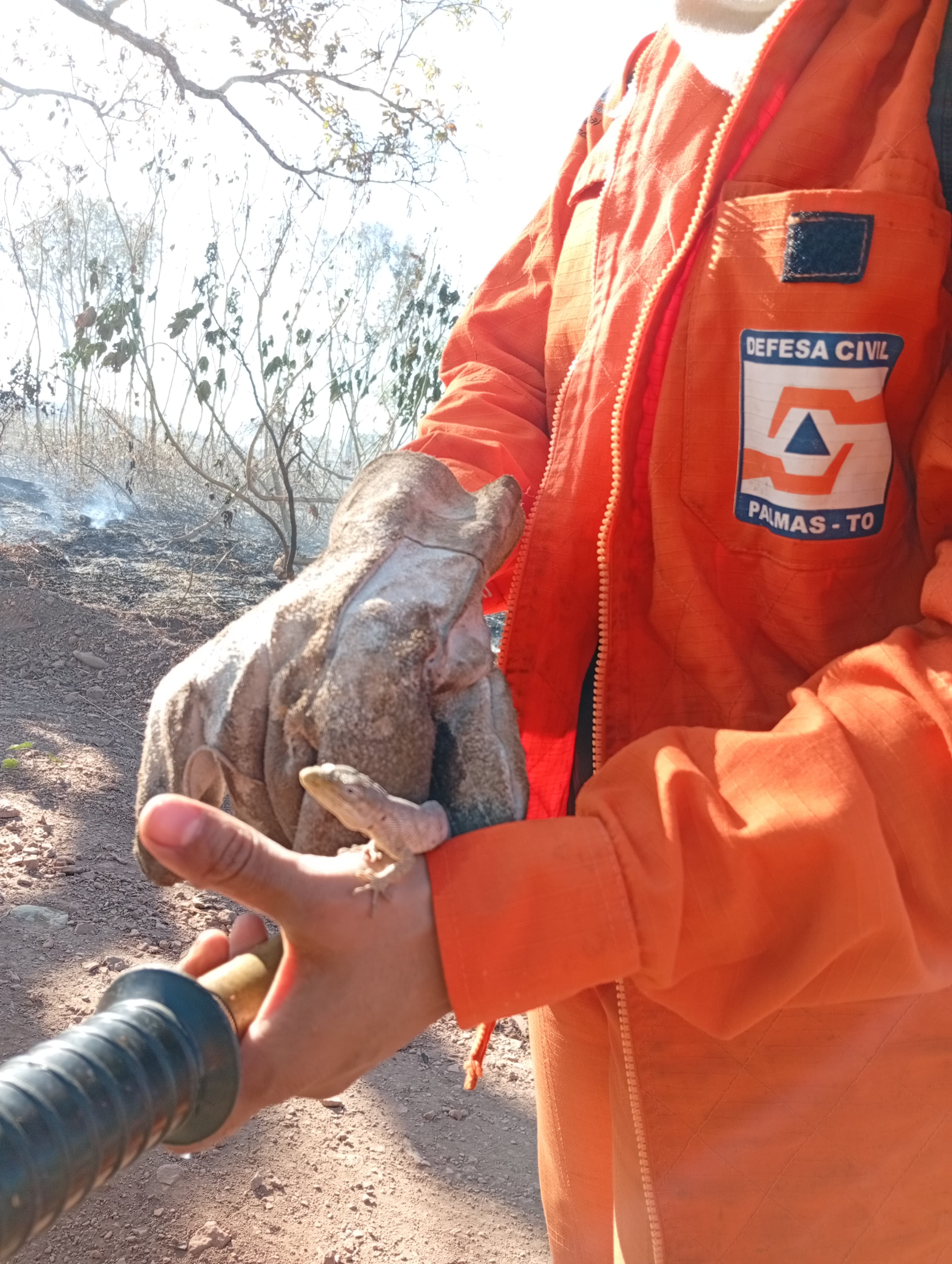 Lagarto resgatado por brigadistas