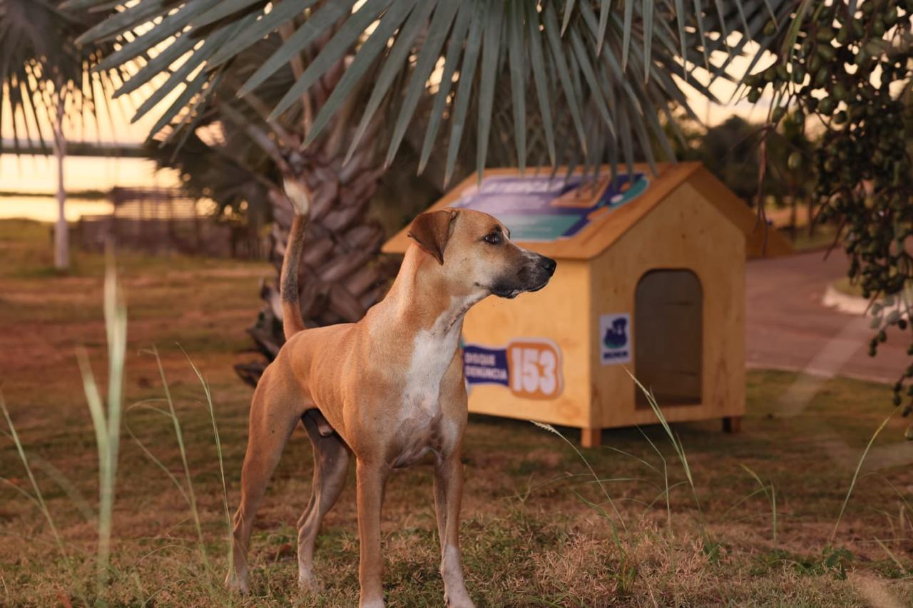 Prefeitura de Palmas reforça ações no Dia Mundial dos Animais de Rua