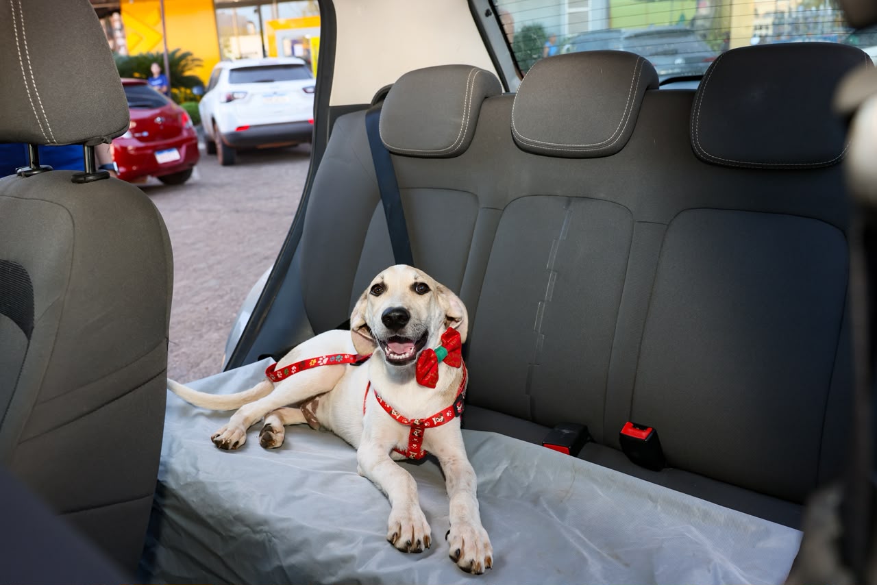 Férias com pets exigem planejamento para garantir conforto e segurança durante a viagem