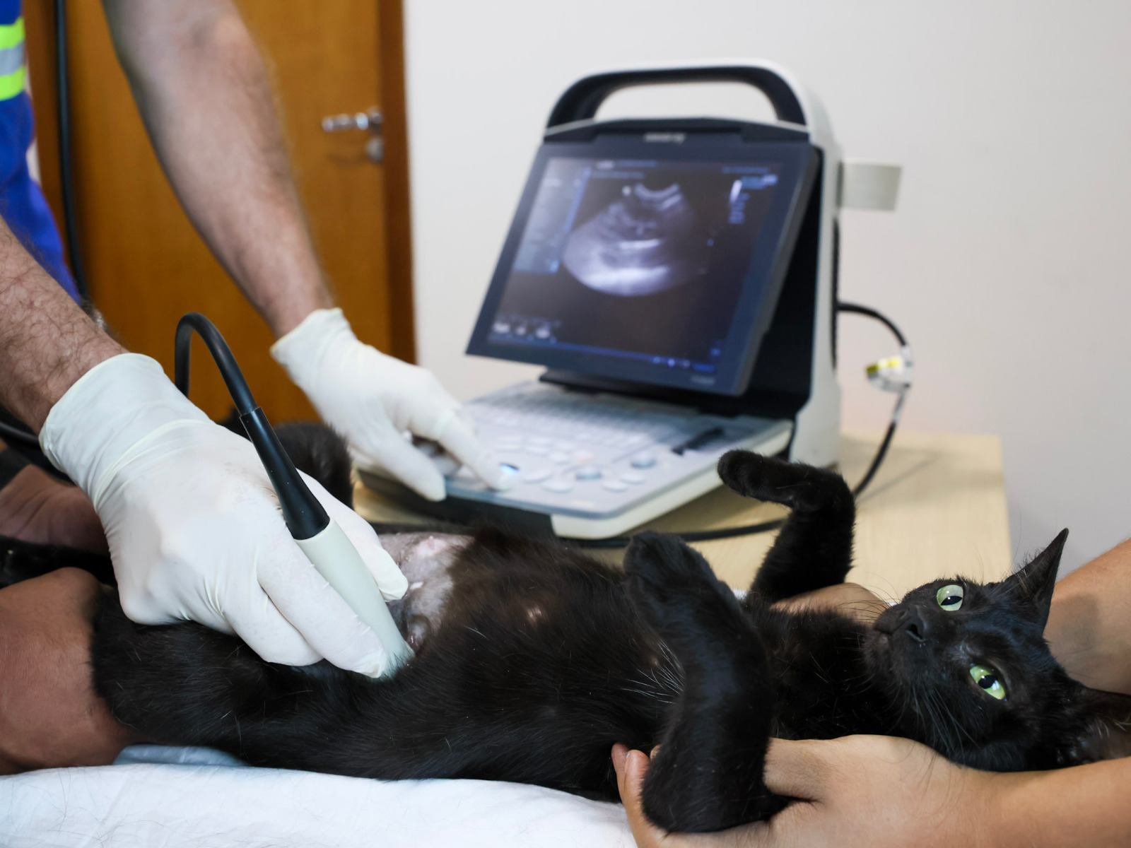 Outubro Rosa Pet alerta para tumores em cadelas e gatas