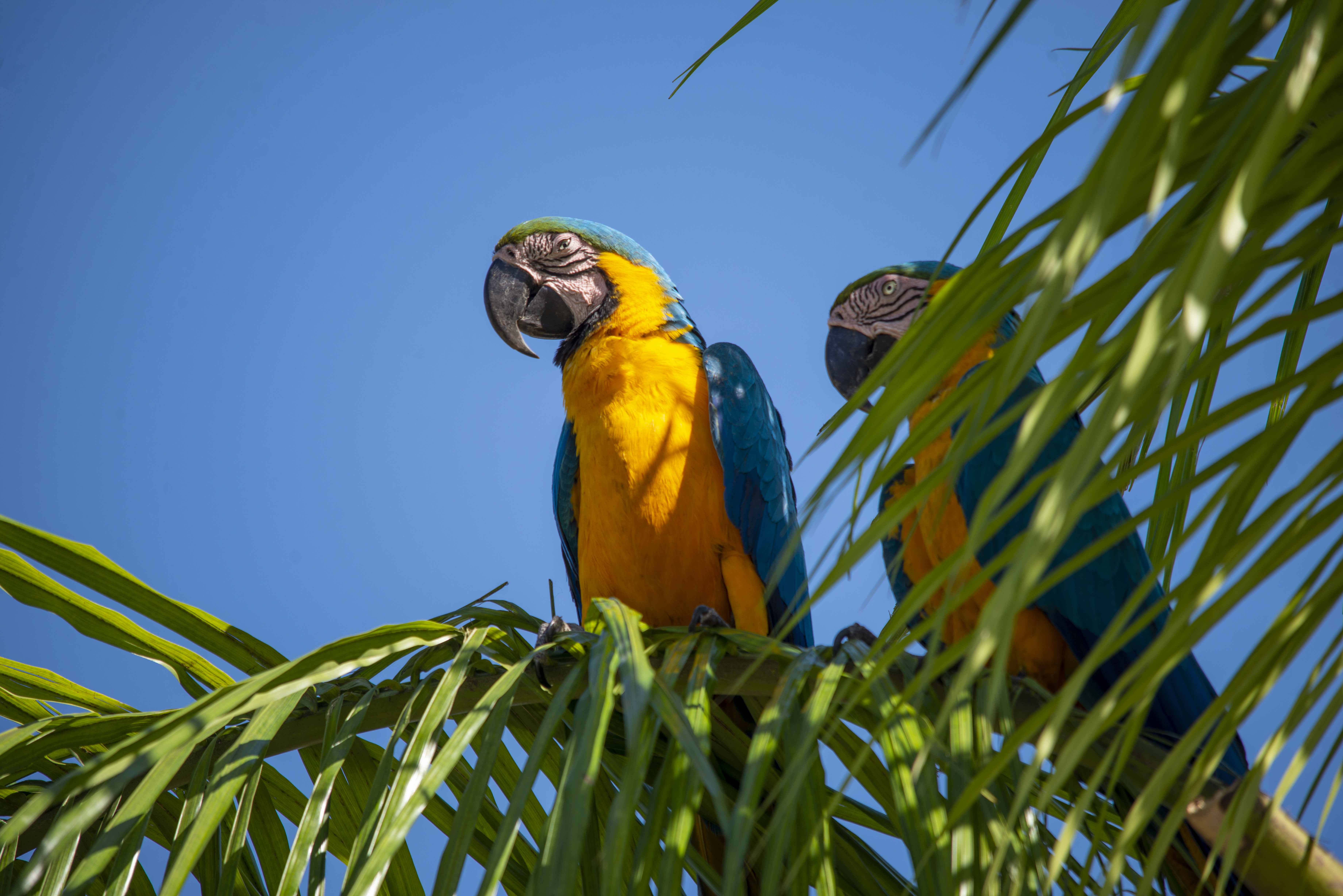 Semana das Araras reforça a importância da preservação e do respeito à vida silvestre / Foto: Luciana Pires