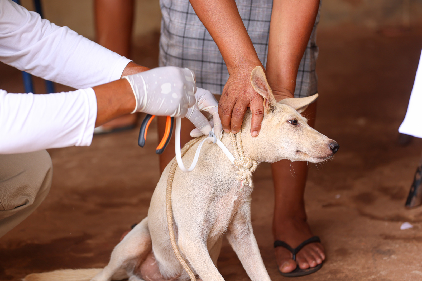 Prefeitura de Palmas faz troca de coleiras repelentes em cães no Santo Amaro e Lago Norte