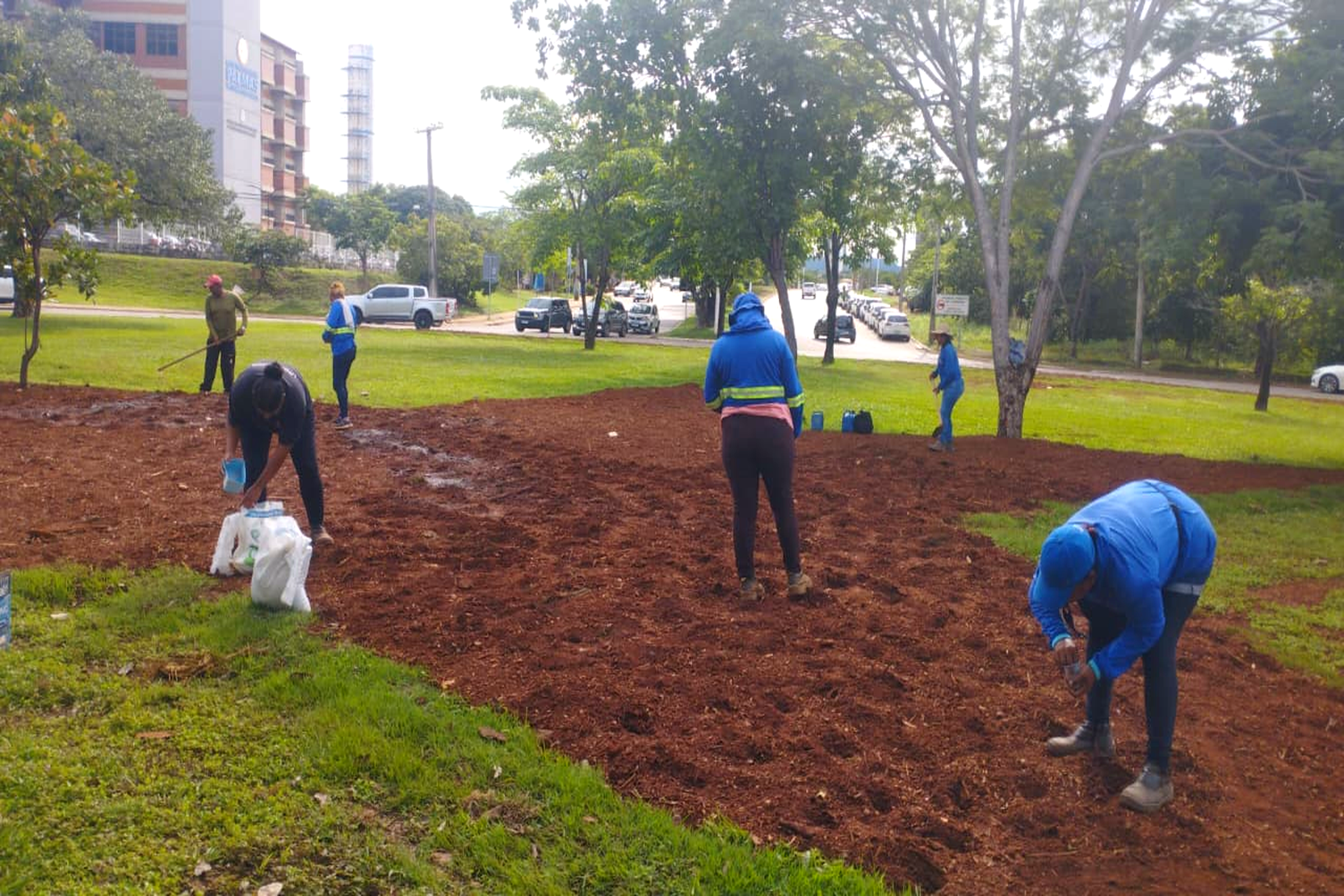 Prefeitura de Palmas realiza plantio de girassóis na rotatória próxima ao HGP