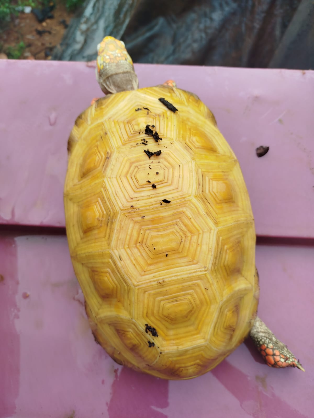 Réptil apresenta uma coloração diferenciada e deverá ser encaminhado ao Zoológico de Brasília para estudos