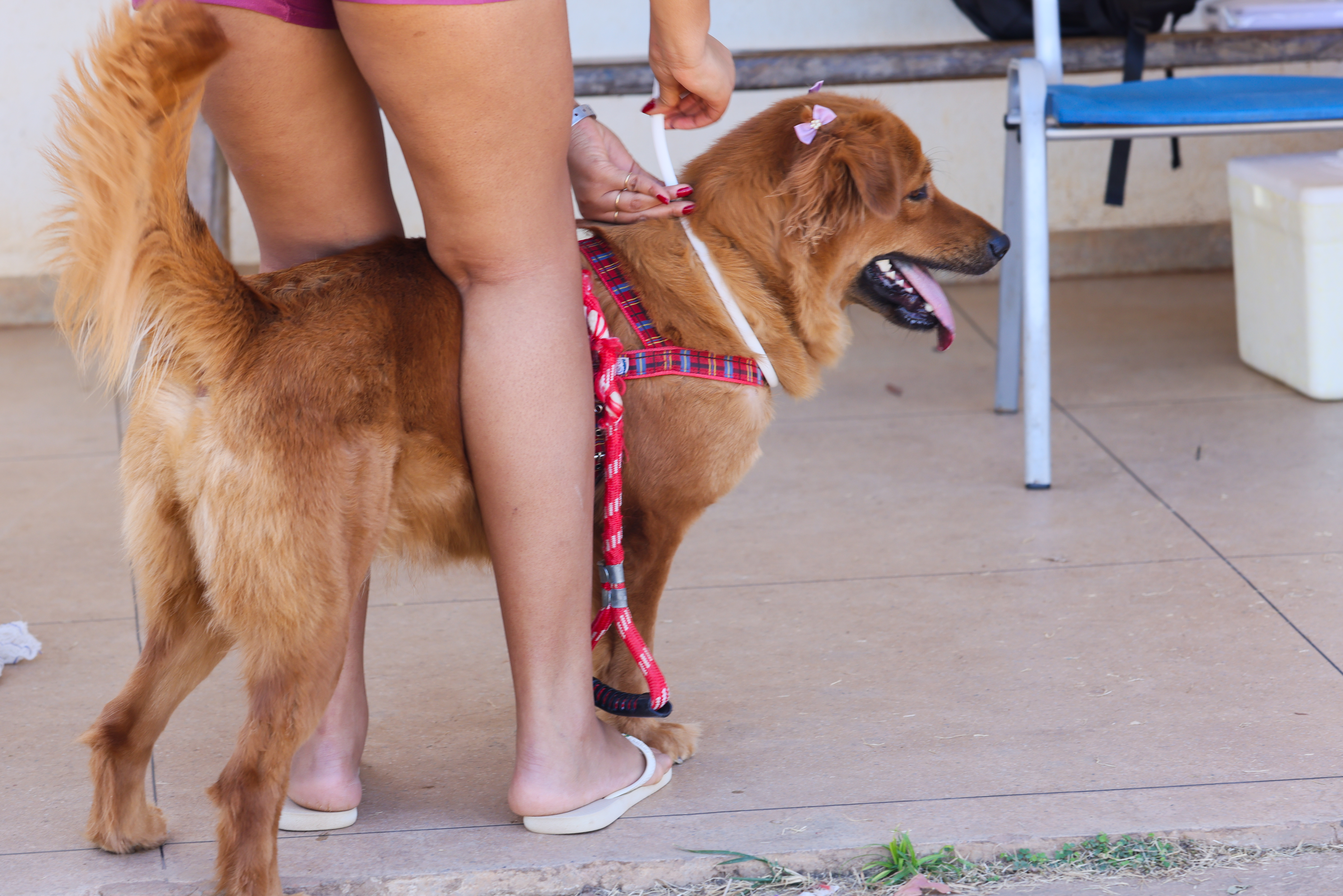 Ação prevê o encoleiramento de cães domiciliados em áreas consideradas de alto risco para a transmissão da doença em humanos