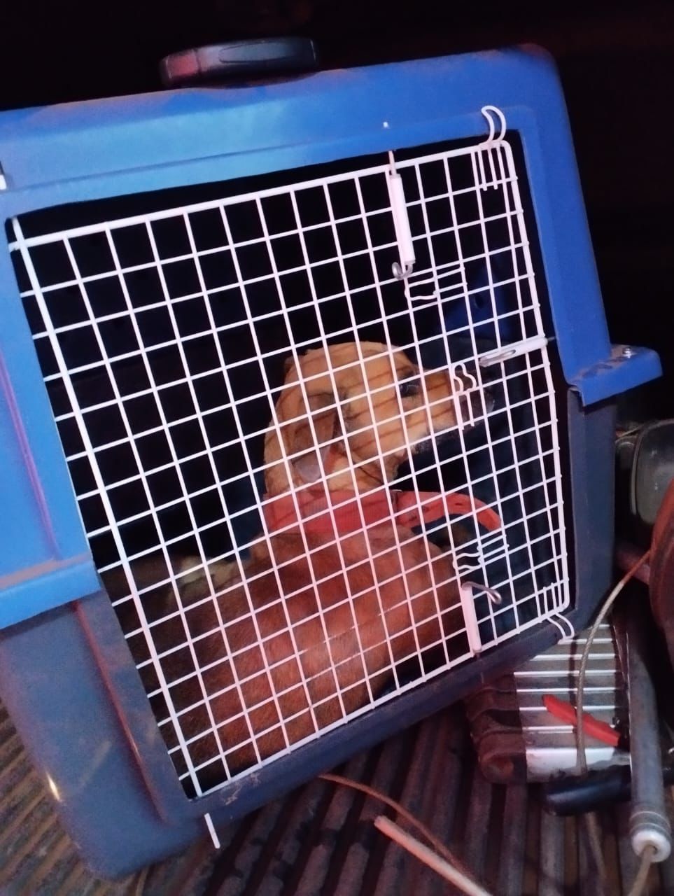 Resgate foi feito na saída para Aparecida do Rio Negro. Foto: Guarda Ambiental