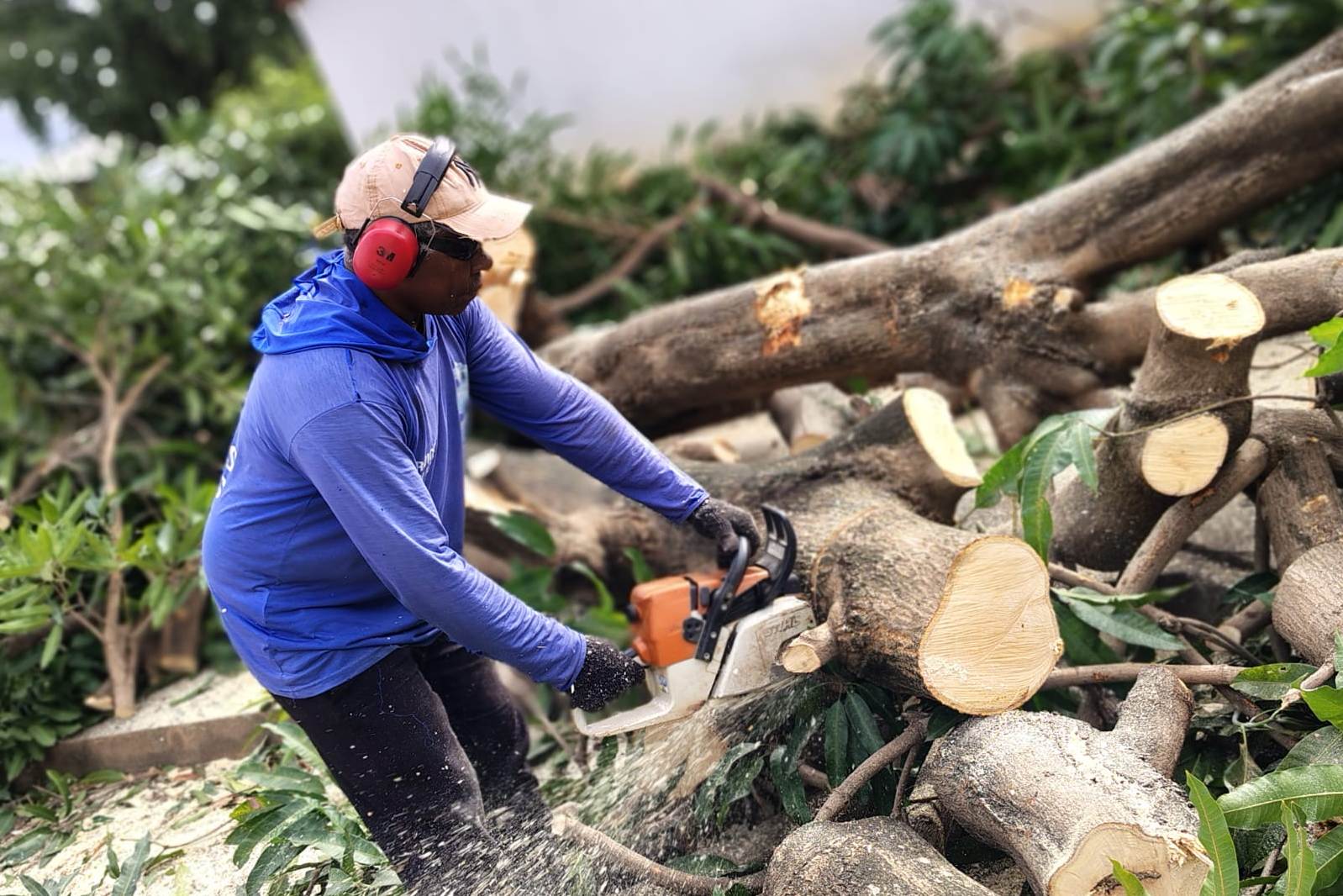 Prefeitura de Palmas realiza corte e recolhimento de árvores na Arse 101 e no setor Jardim Janaína