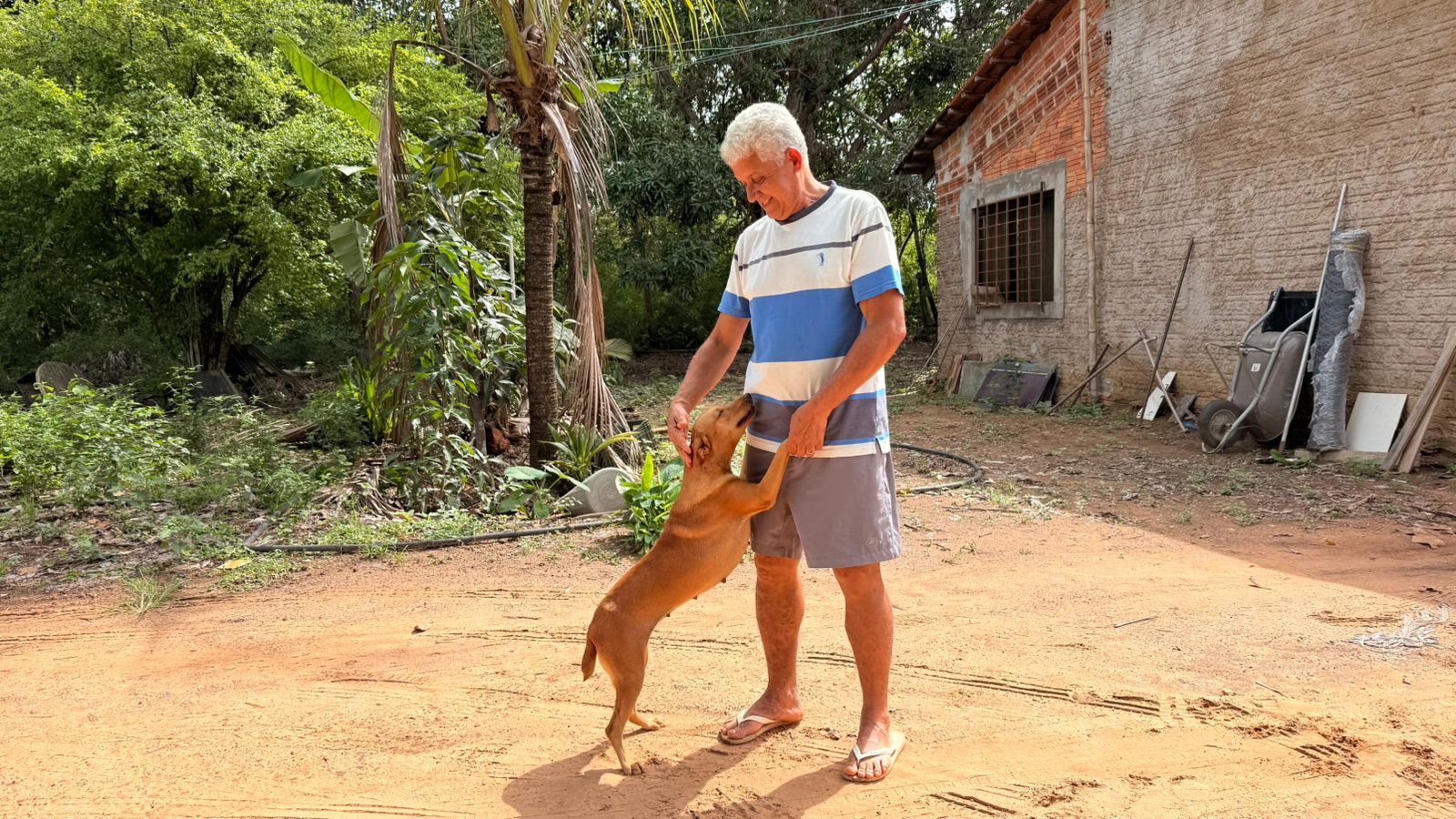 Em Palmas, cães e gatos da zona rural são vacinados contra a raiva em casa