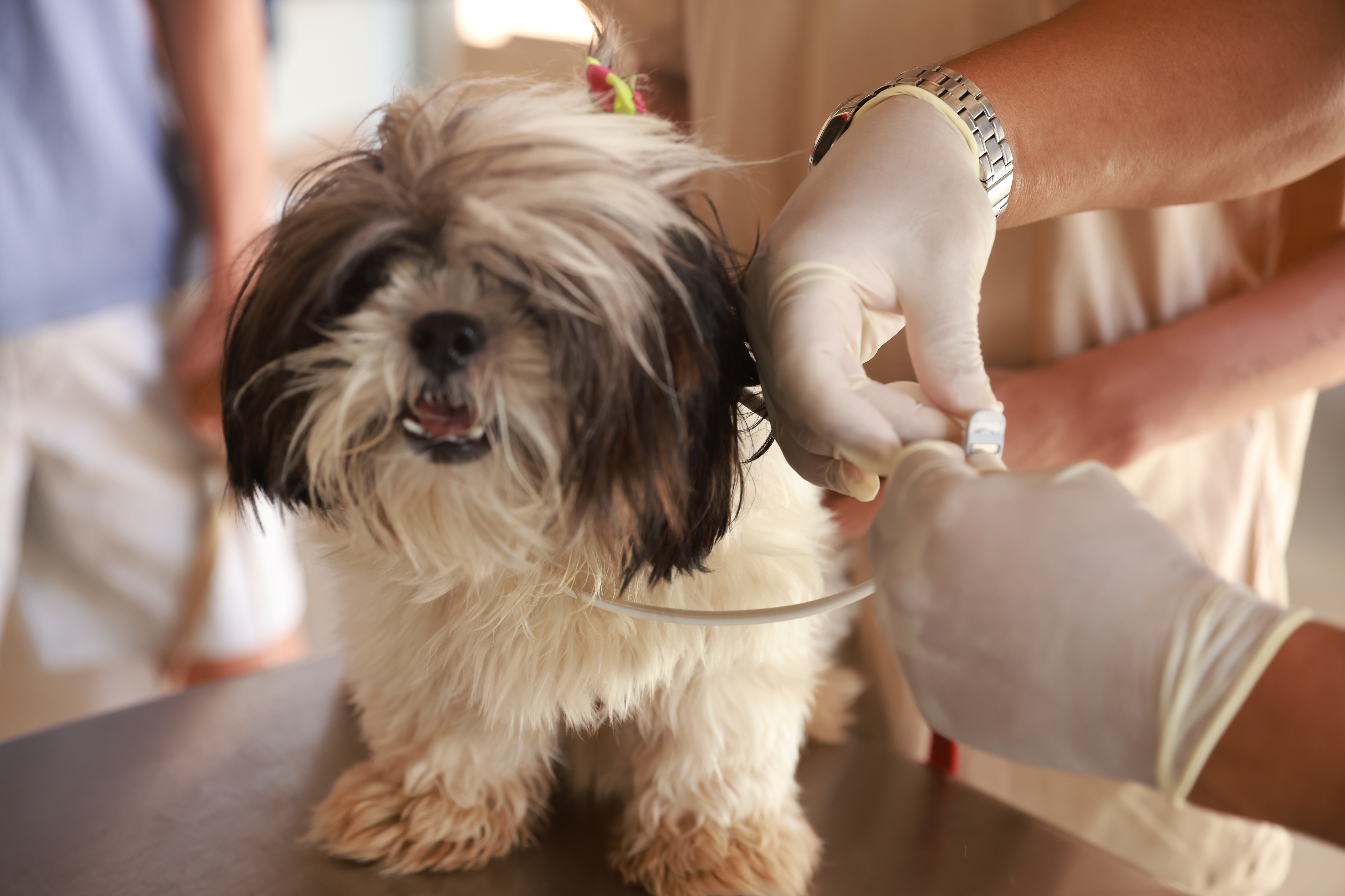 Coleira garante a proteção dos cães contra a Leishmaniose Visceral