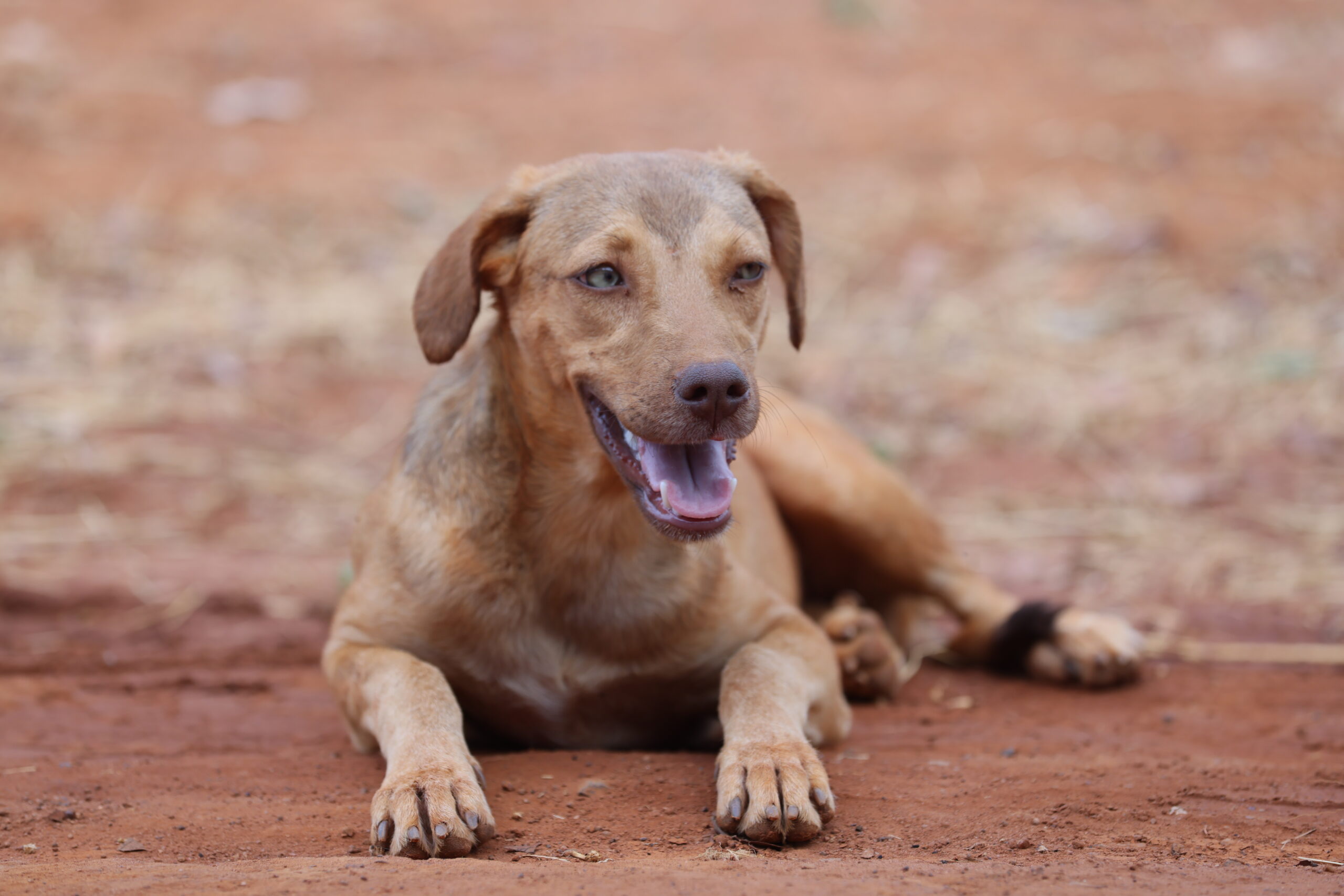 Prefeitura de Palmas lança o primeiro Mutirão Animal de Rua Zero e inicia castração de cães e gatos no Taquari