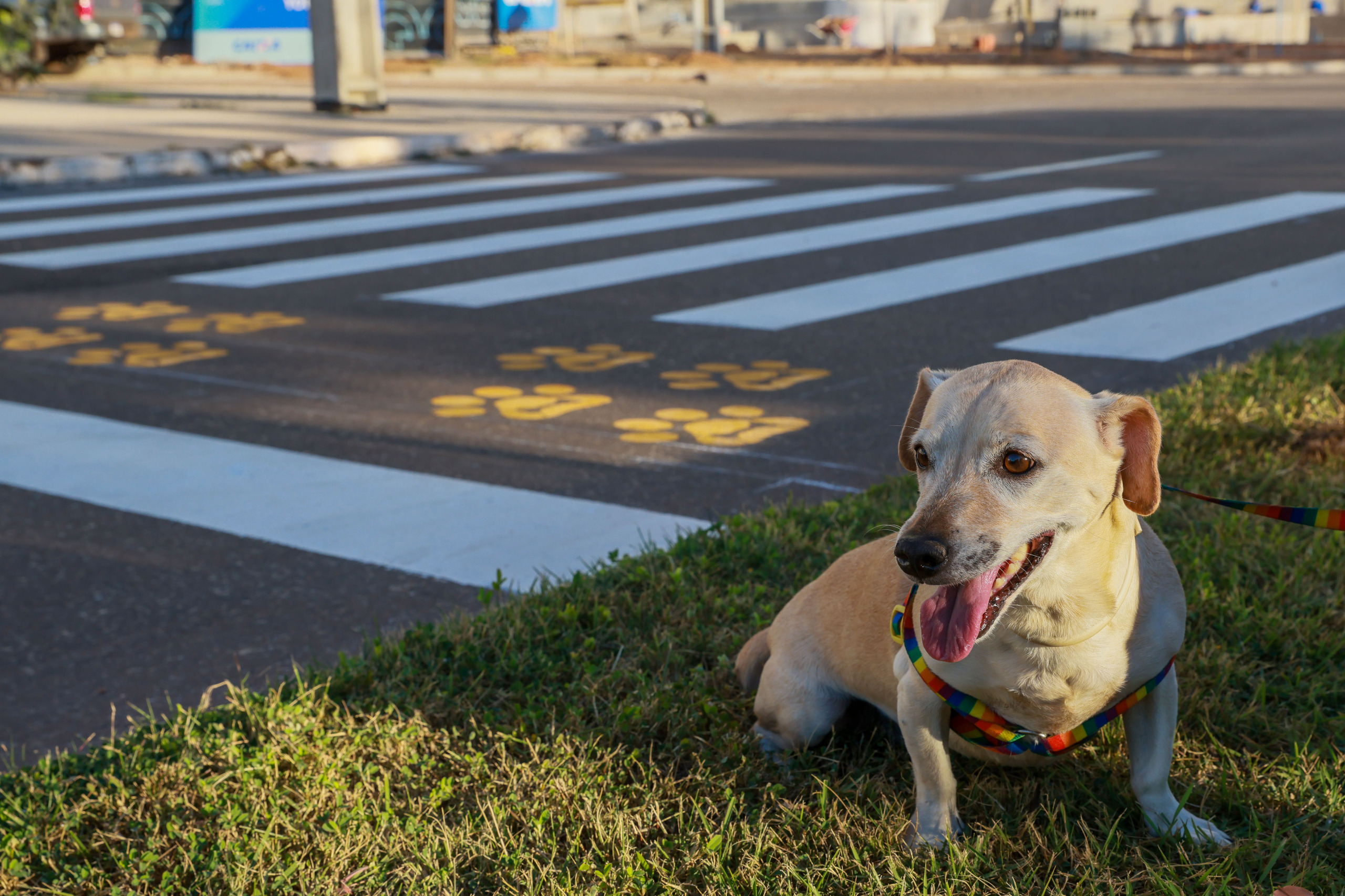 Prefeitura de Palmas promove arrecadação de ração e incentivo à adoção responsável durante a 2ª Meia Maratona
