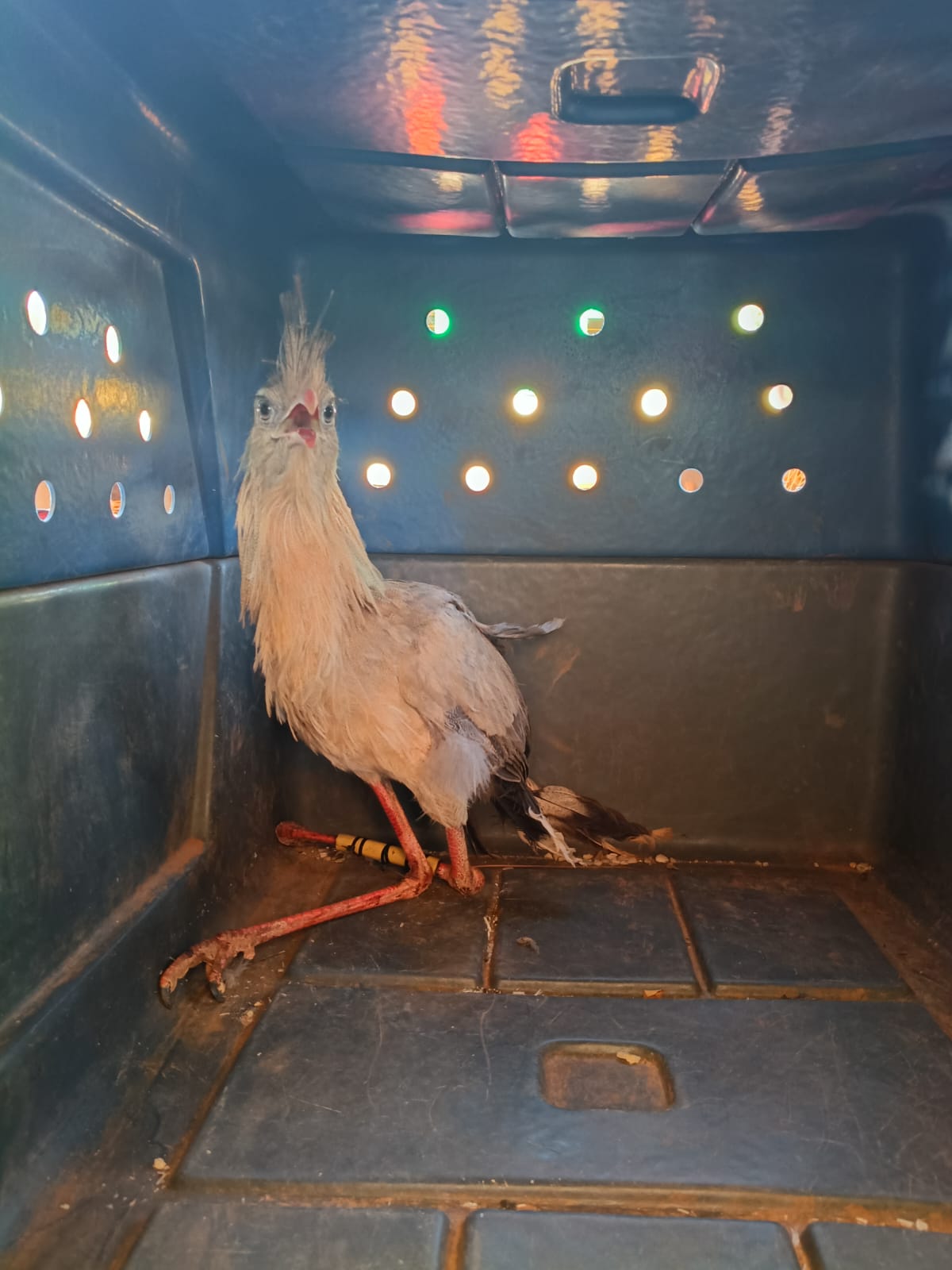 Guarda Metropolitana resgata seriema ferida após atropelamento na TO-020