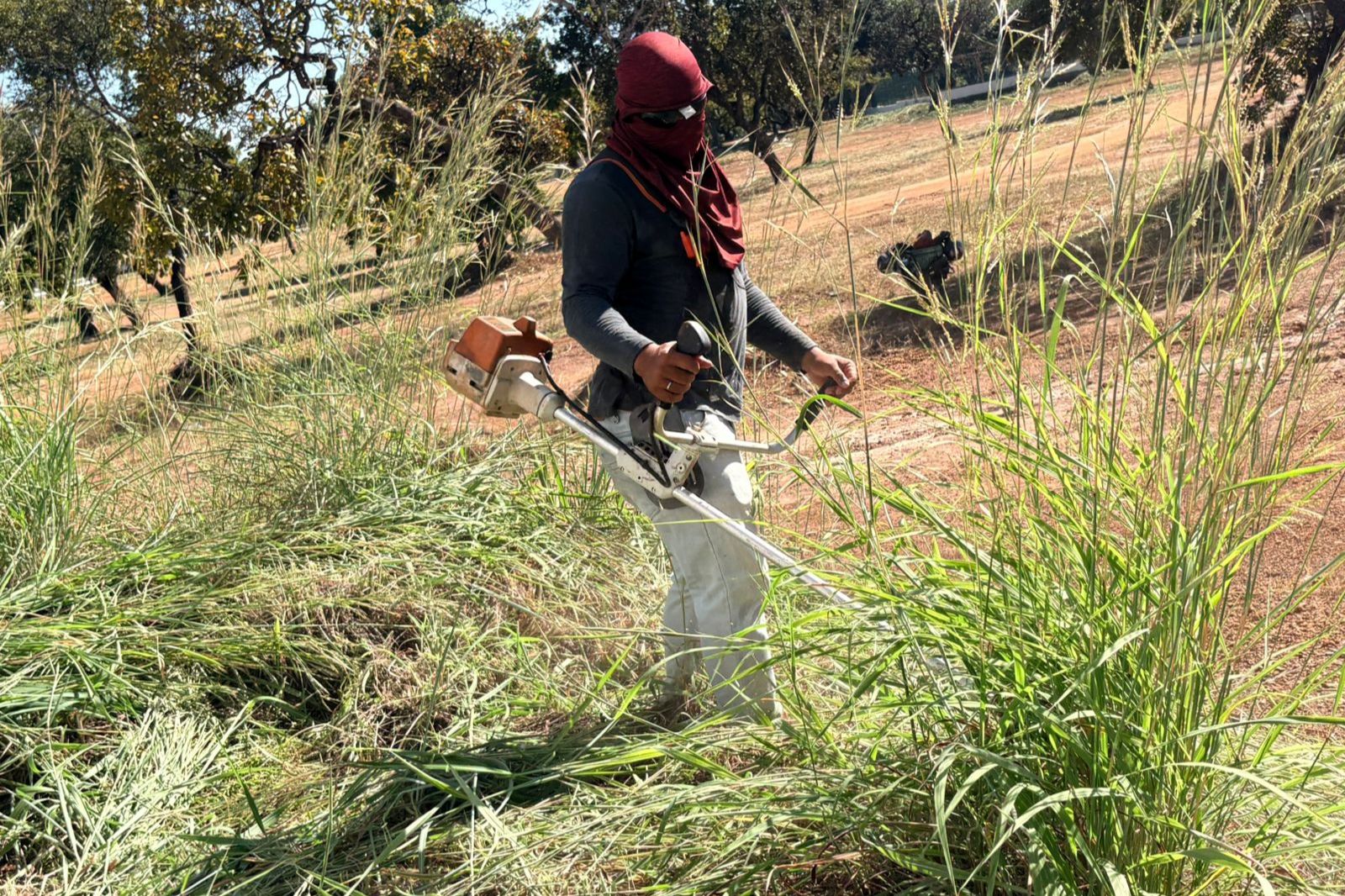 Prefeitura de Palmas segue com serviços de roçagem em diferentes pontos da cidade