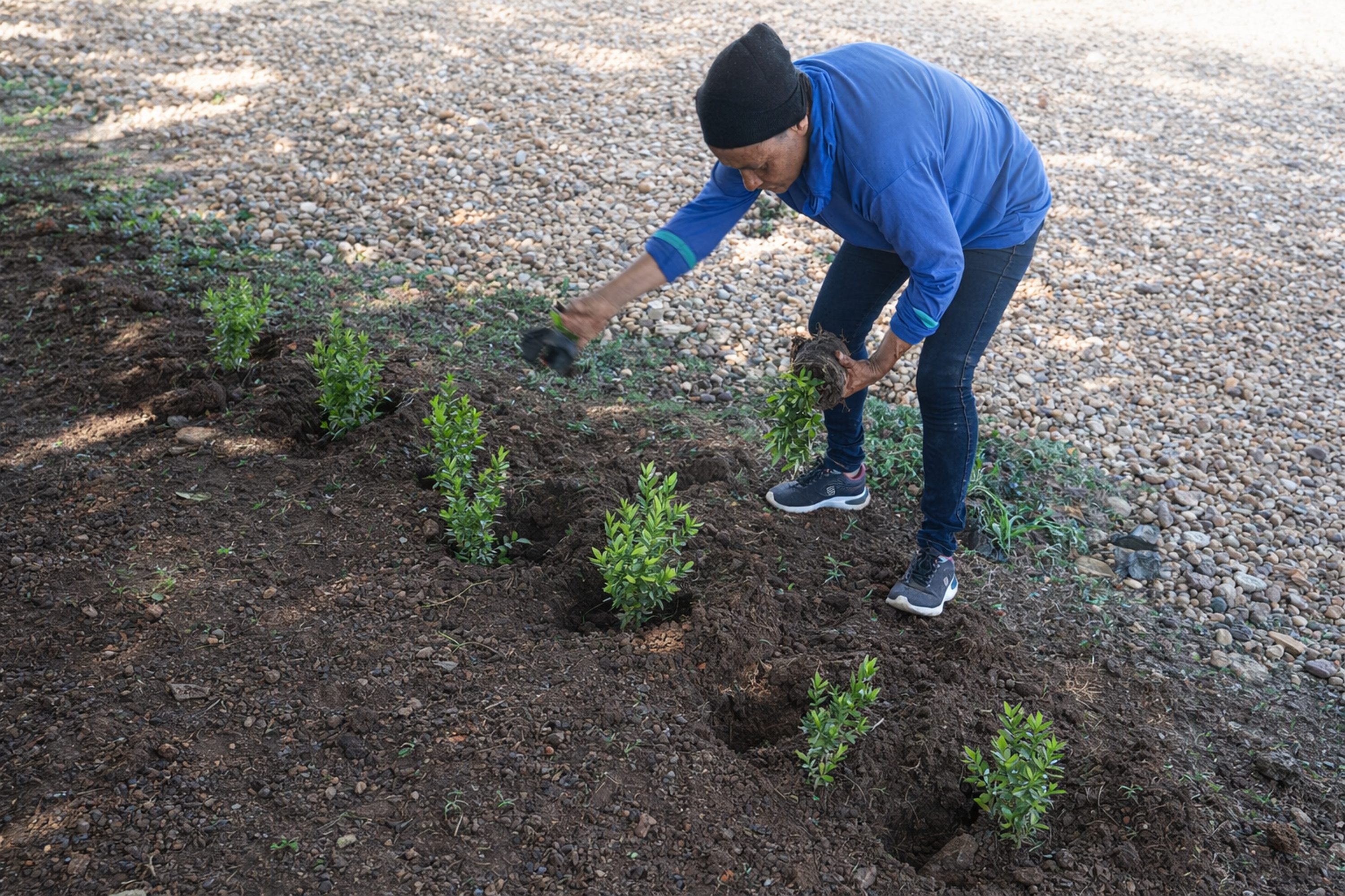 Município de Palmas planta mais de mil mudas de flores na Arso 43